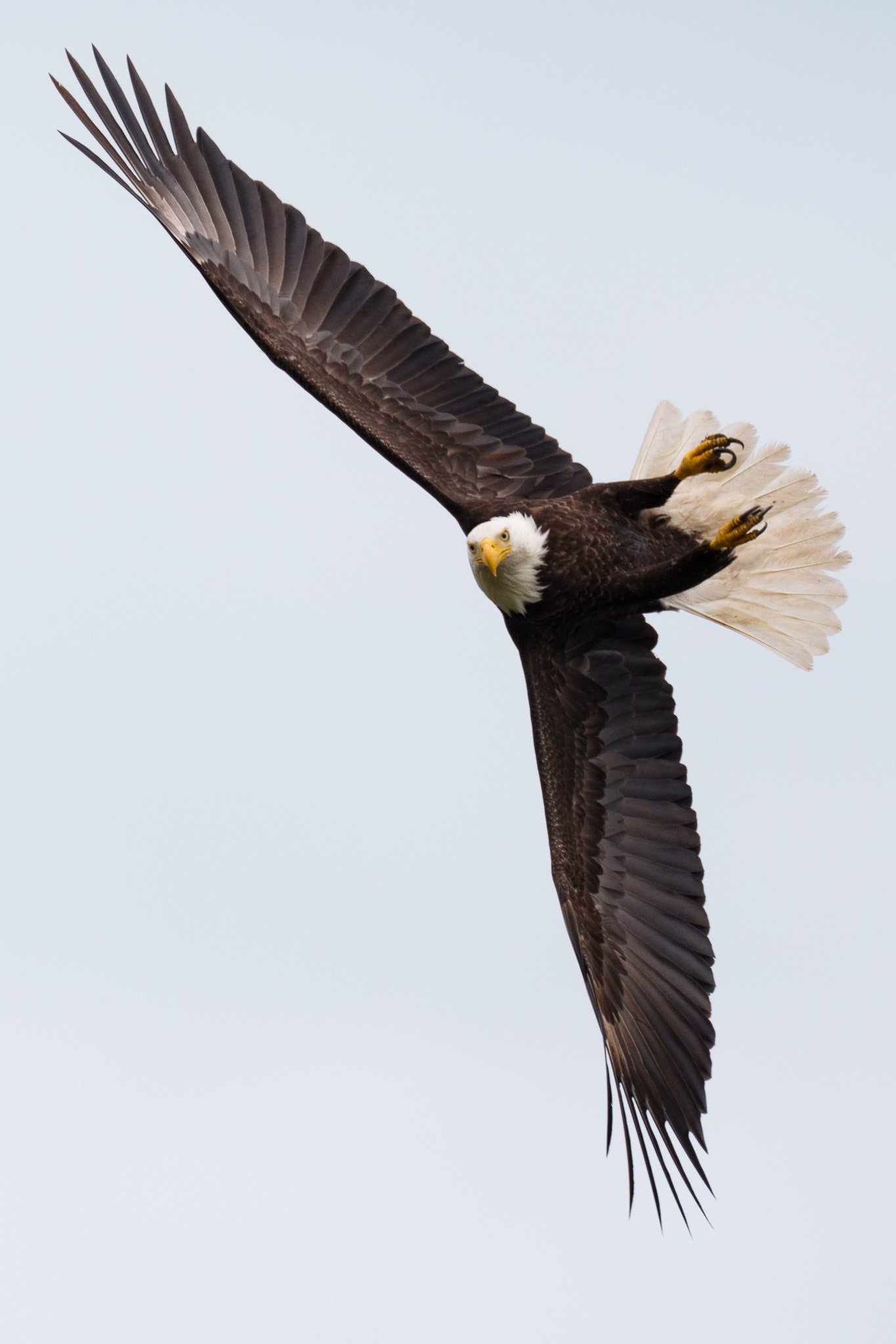 Majestic Eagle in Flight