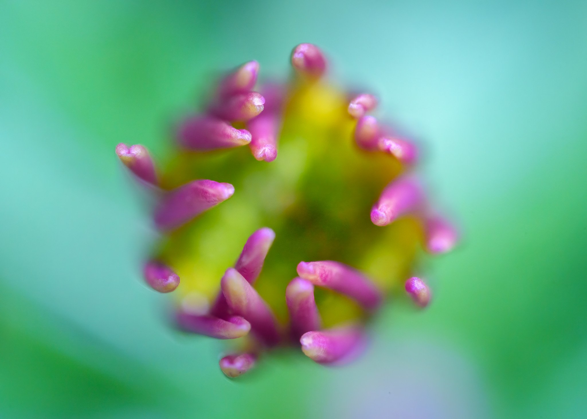 Unfurling of Pink Beauty