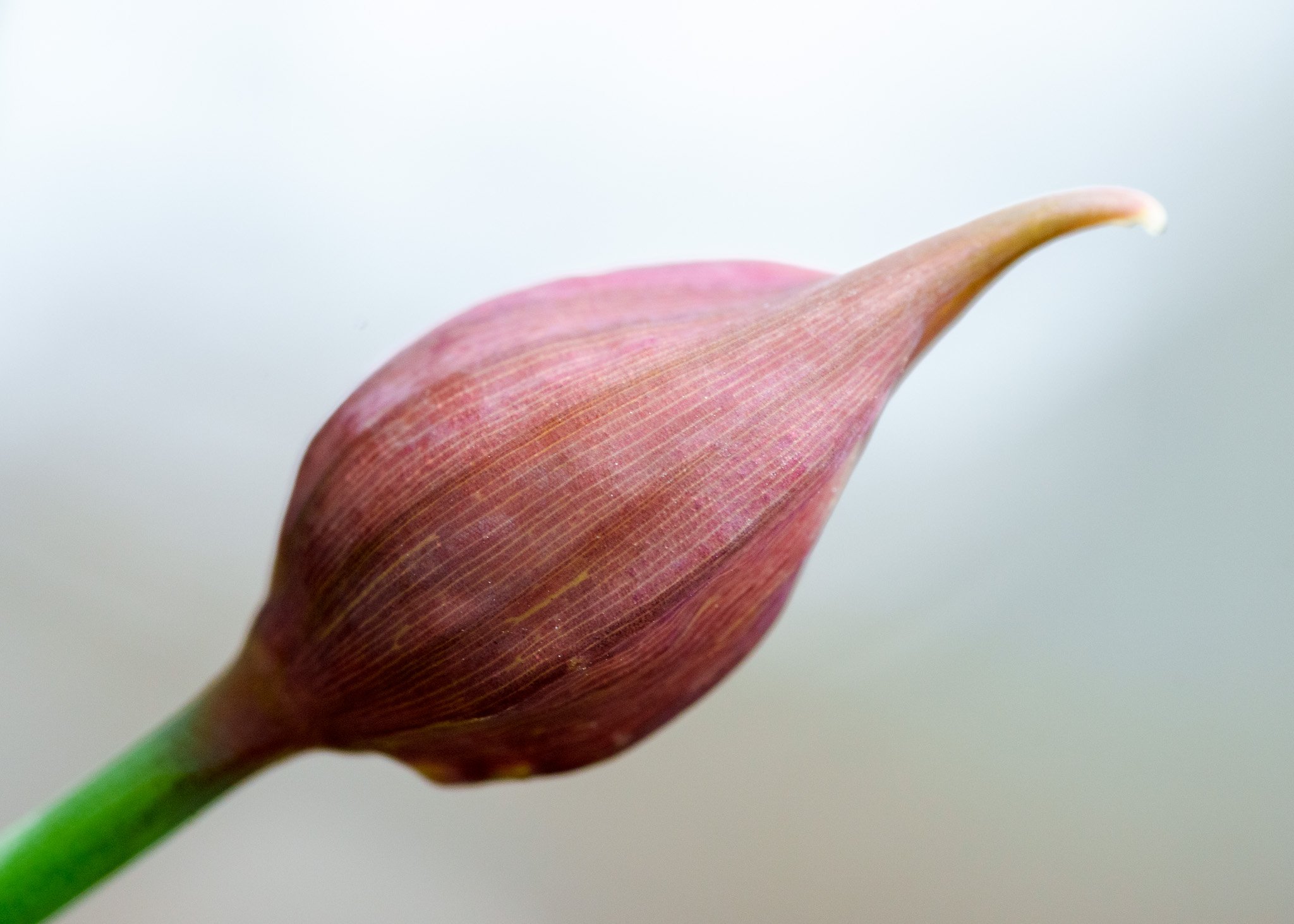 Tiny Red Flower Bud
