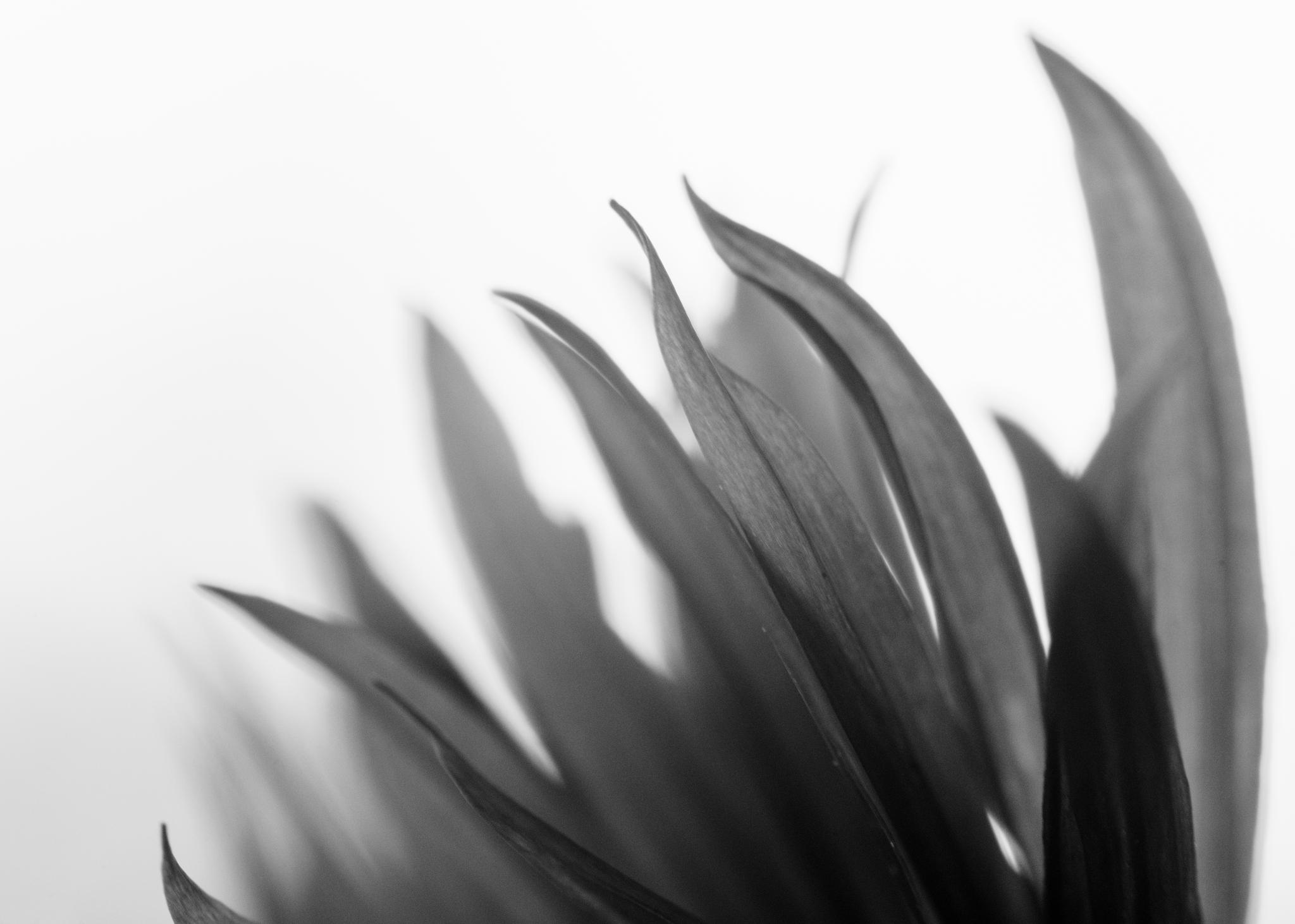 Black and White Petal Close-up