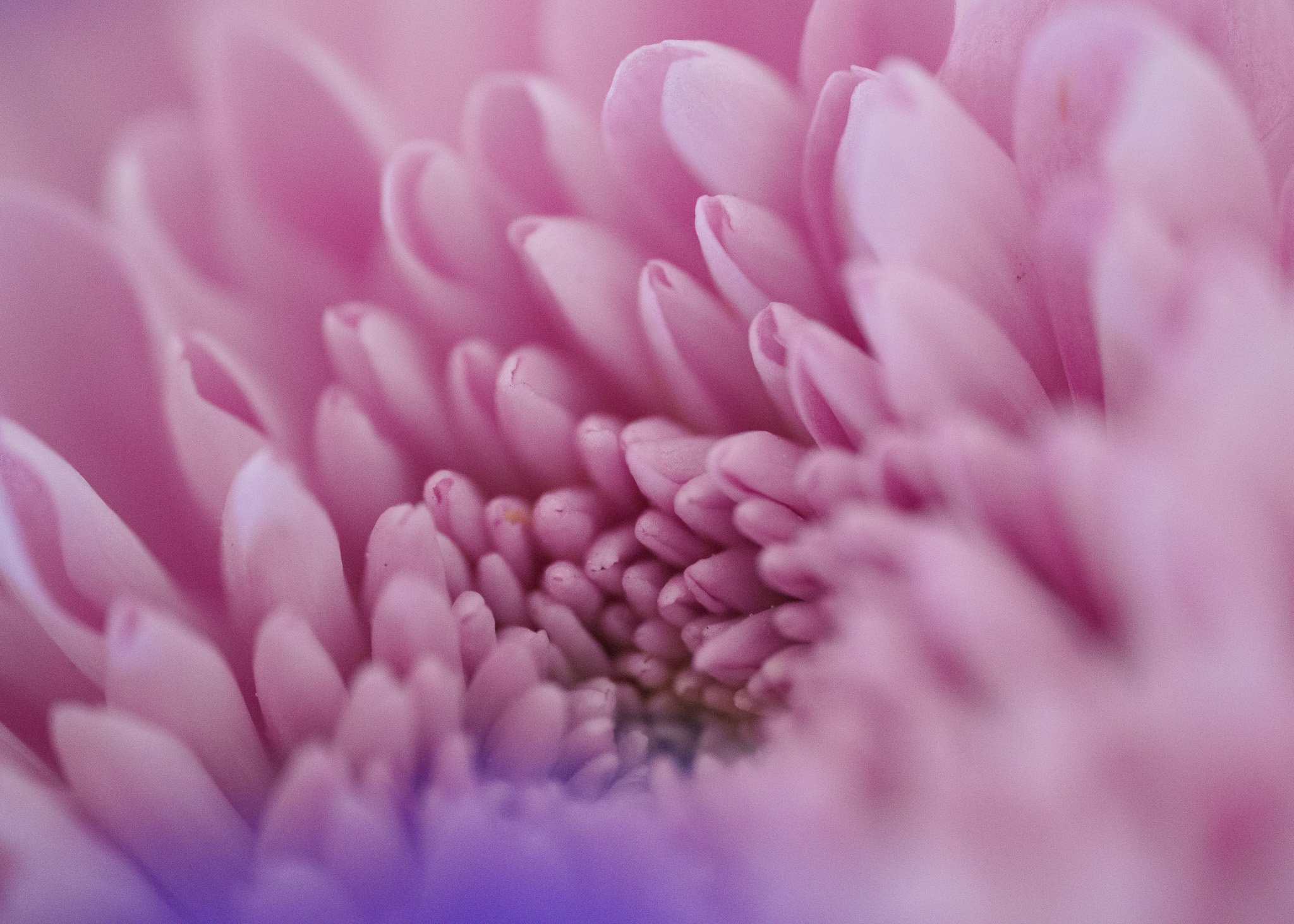 Delicate Pink and Purple Bloom