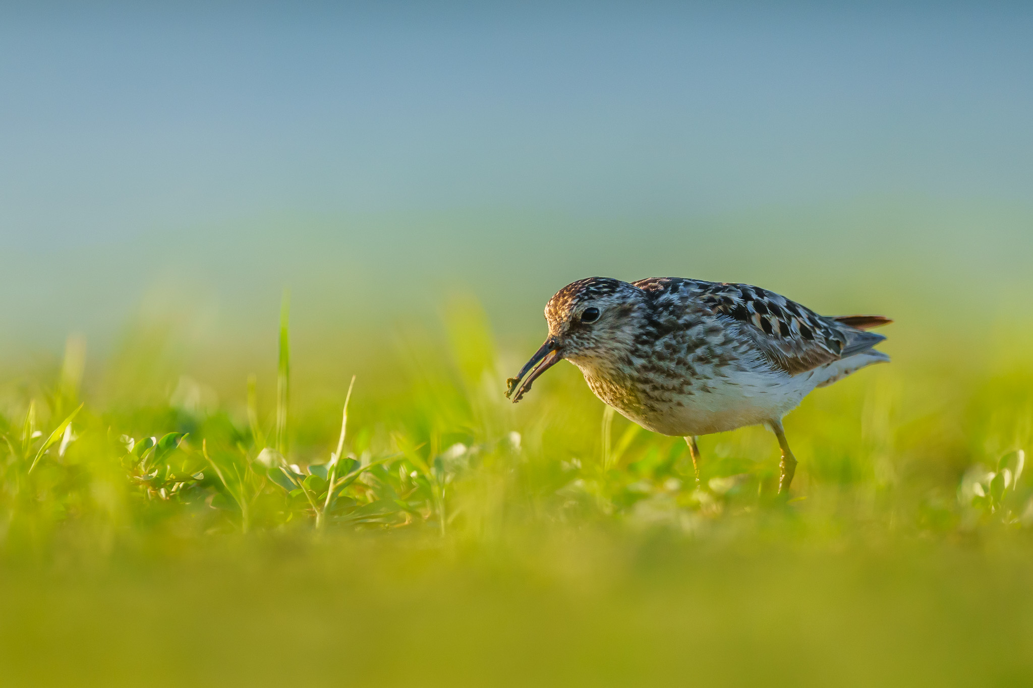 Least Sandpiper