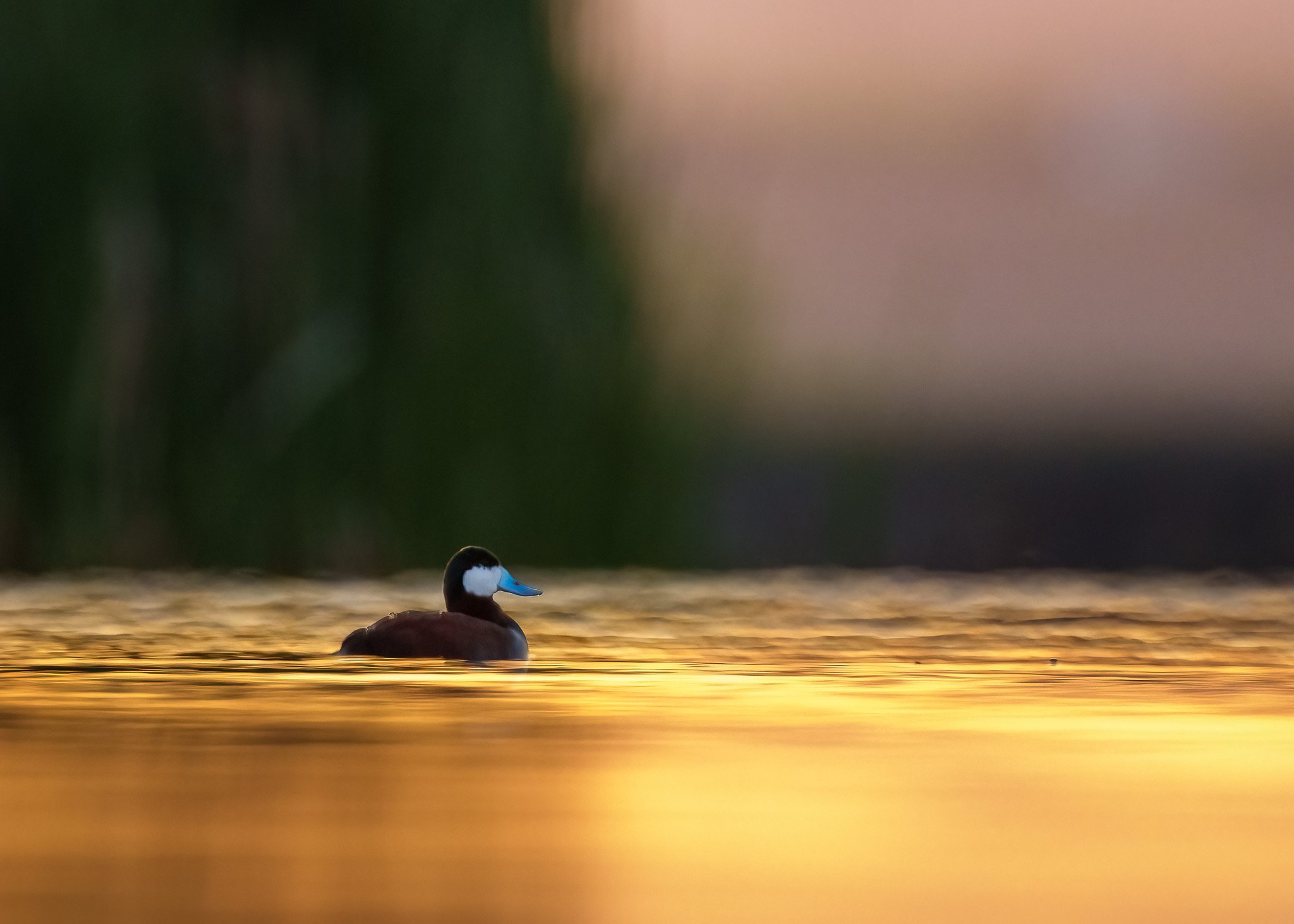 Serene Water Reflections