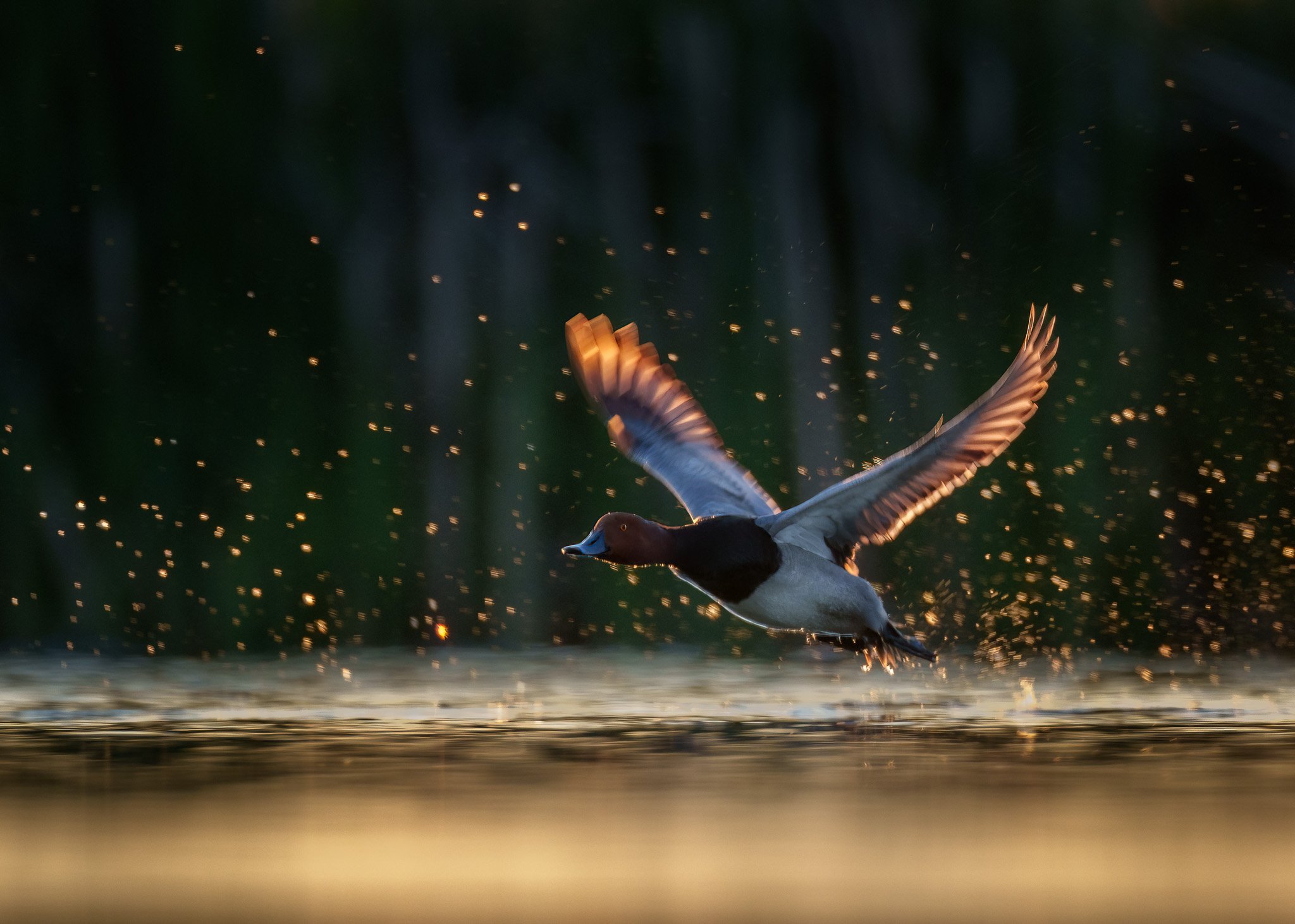 Sunlit Duck in Flight