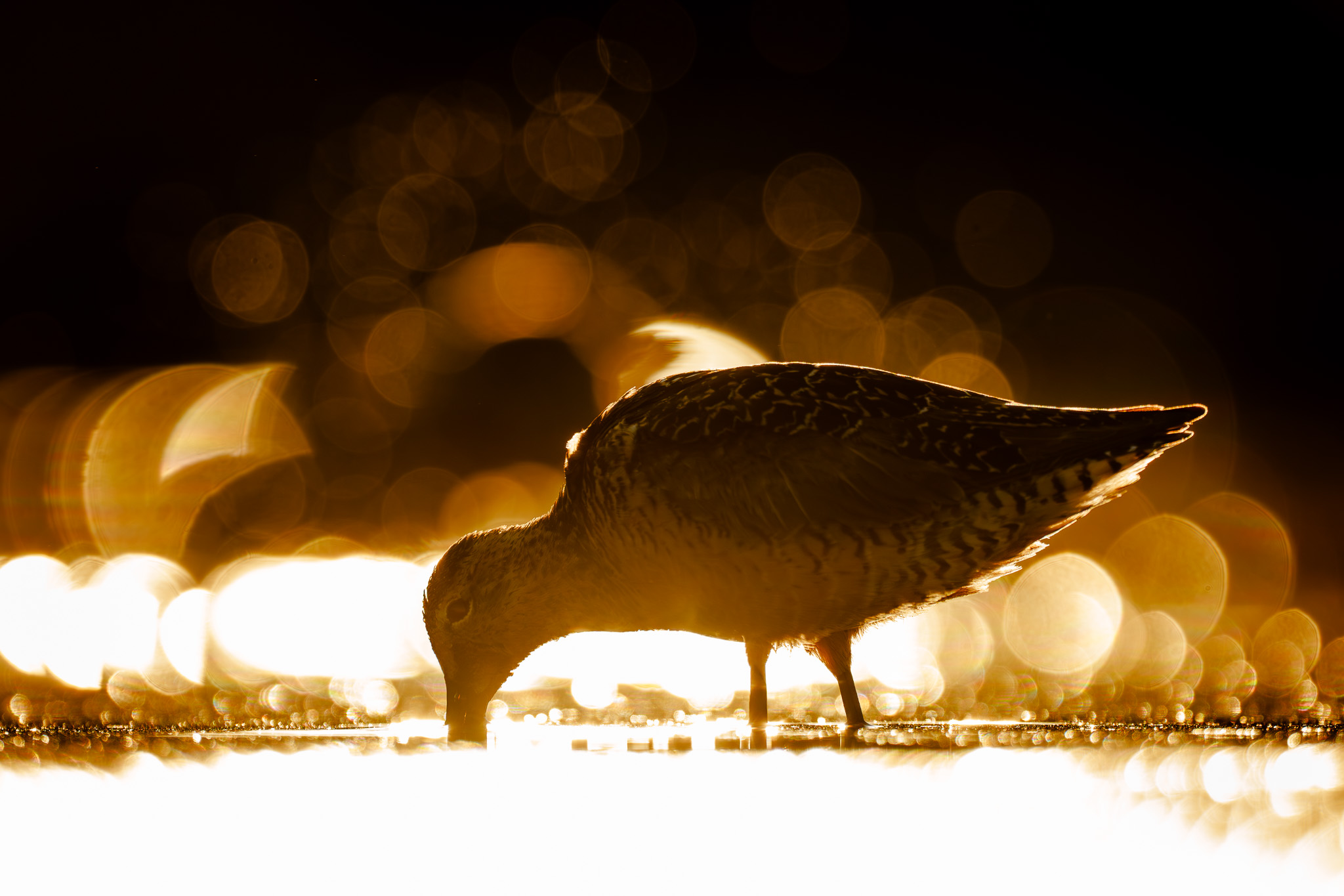 Long-billed Dowitcher backlit