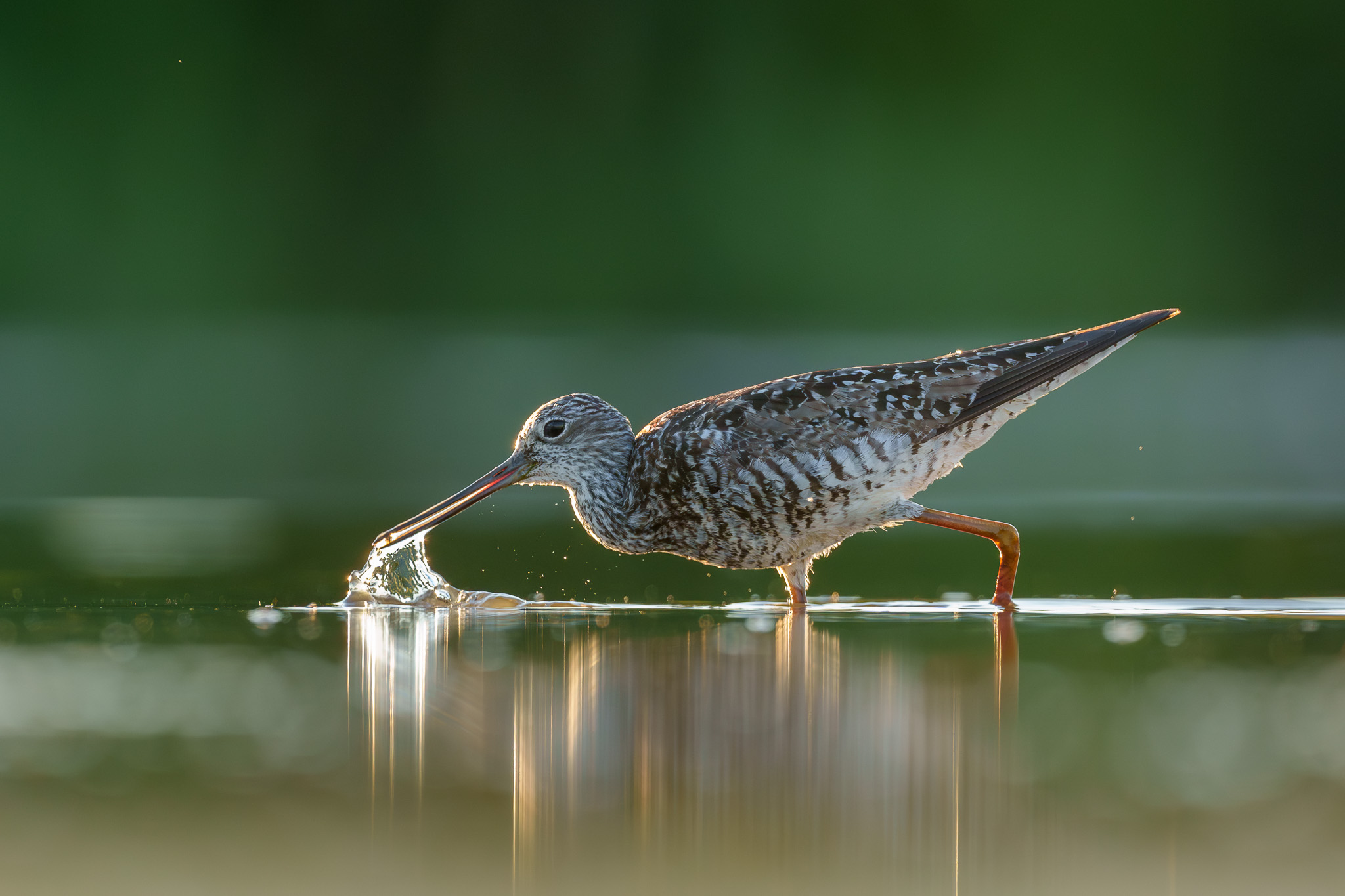 Greater Yellowlegs