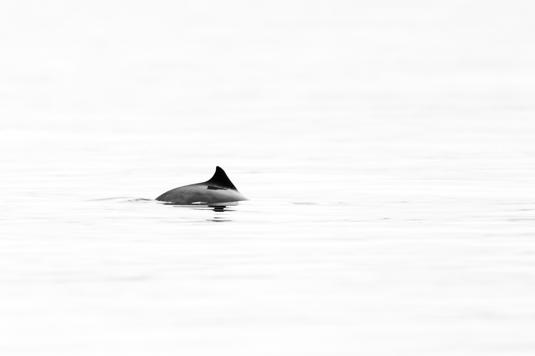 Harbor Porpoise - Not the most exciting image but the only one I've ever taken of this creature