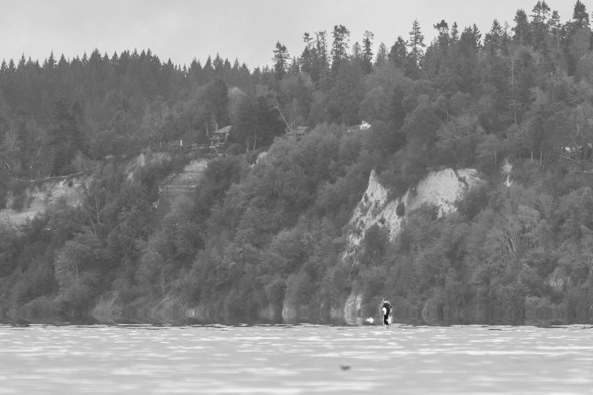 A very distant Orca