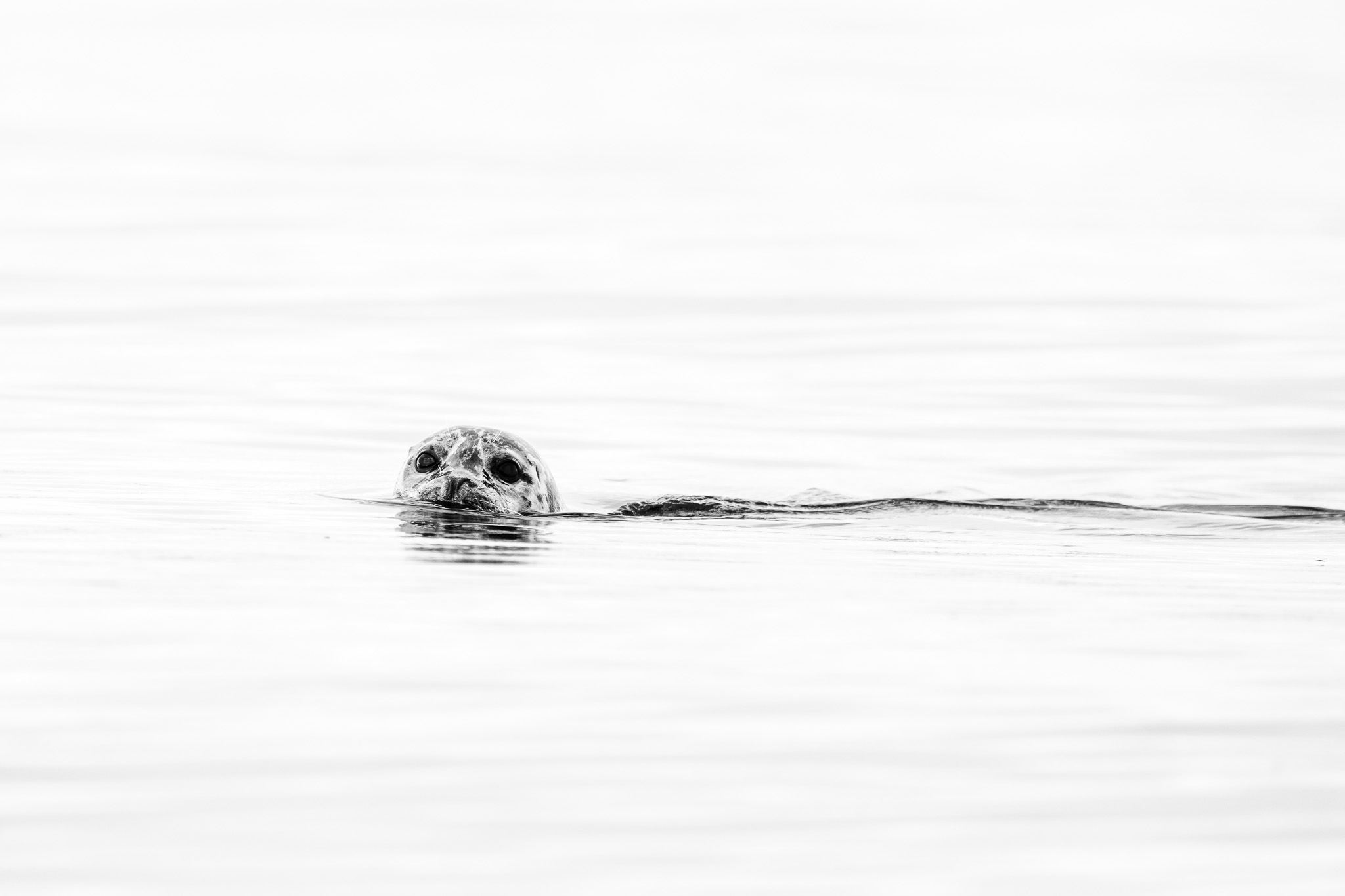 Harbor Seal