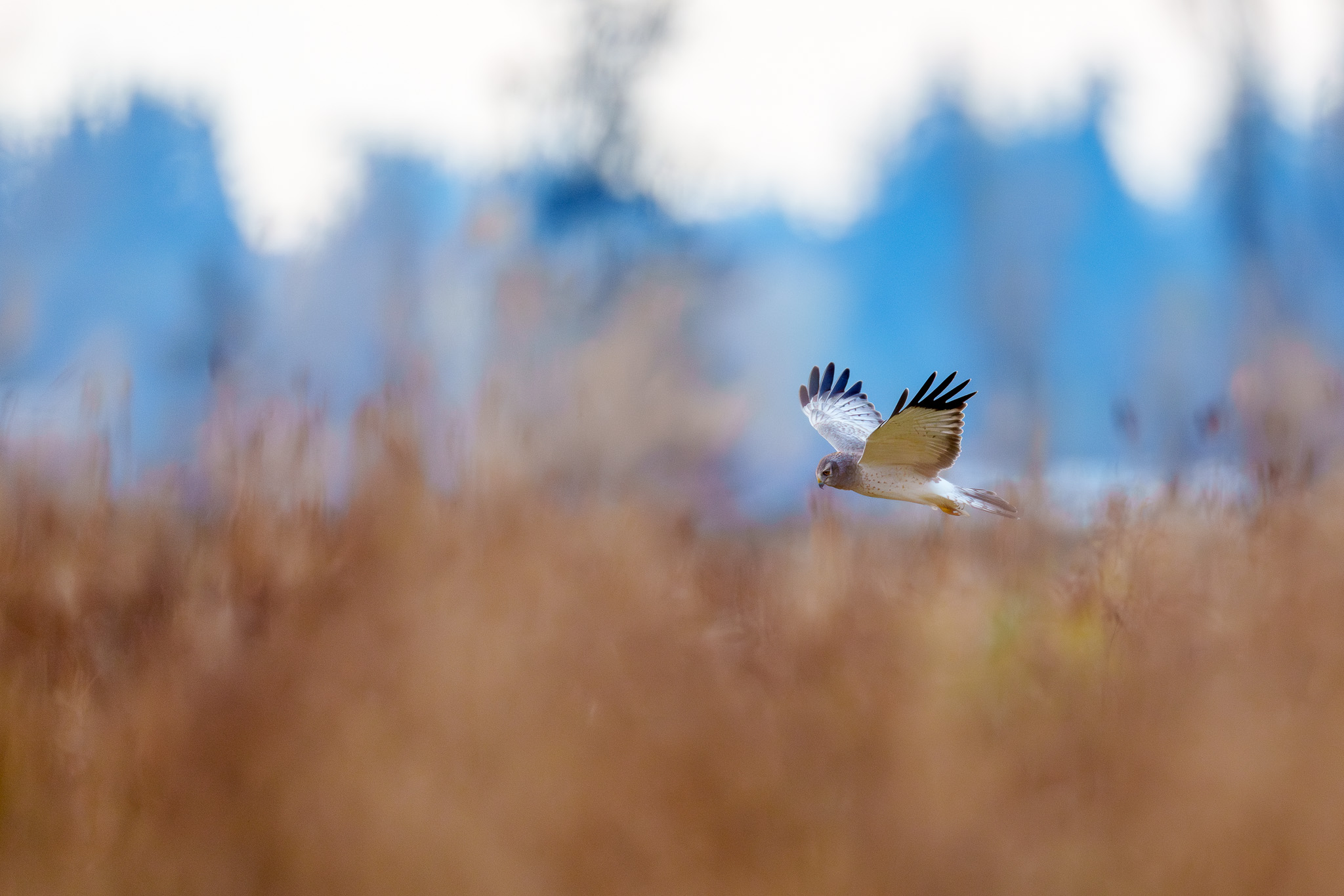 Bird in Clear Blue Sky