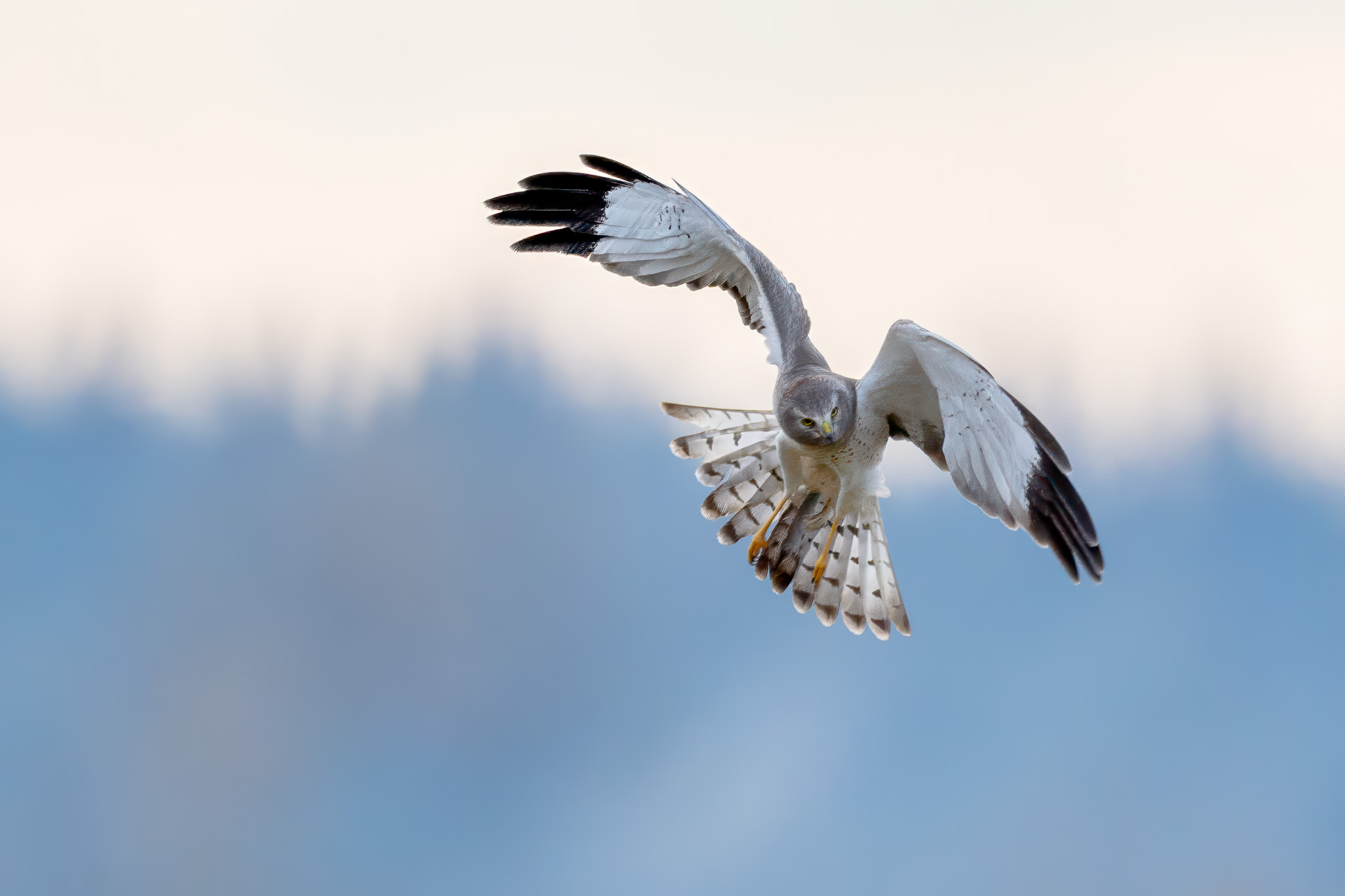 Majestic Gray Hawk in Flight