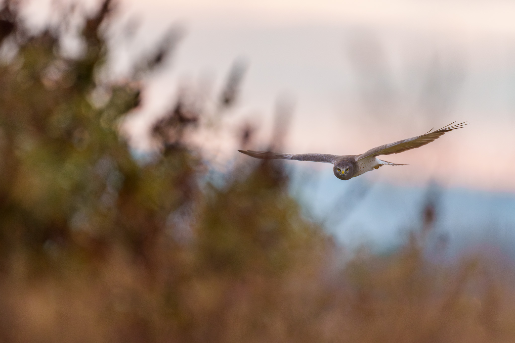 Bird in Radiant Light