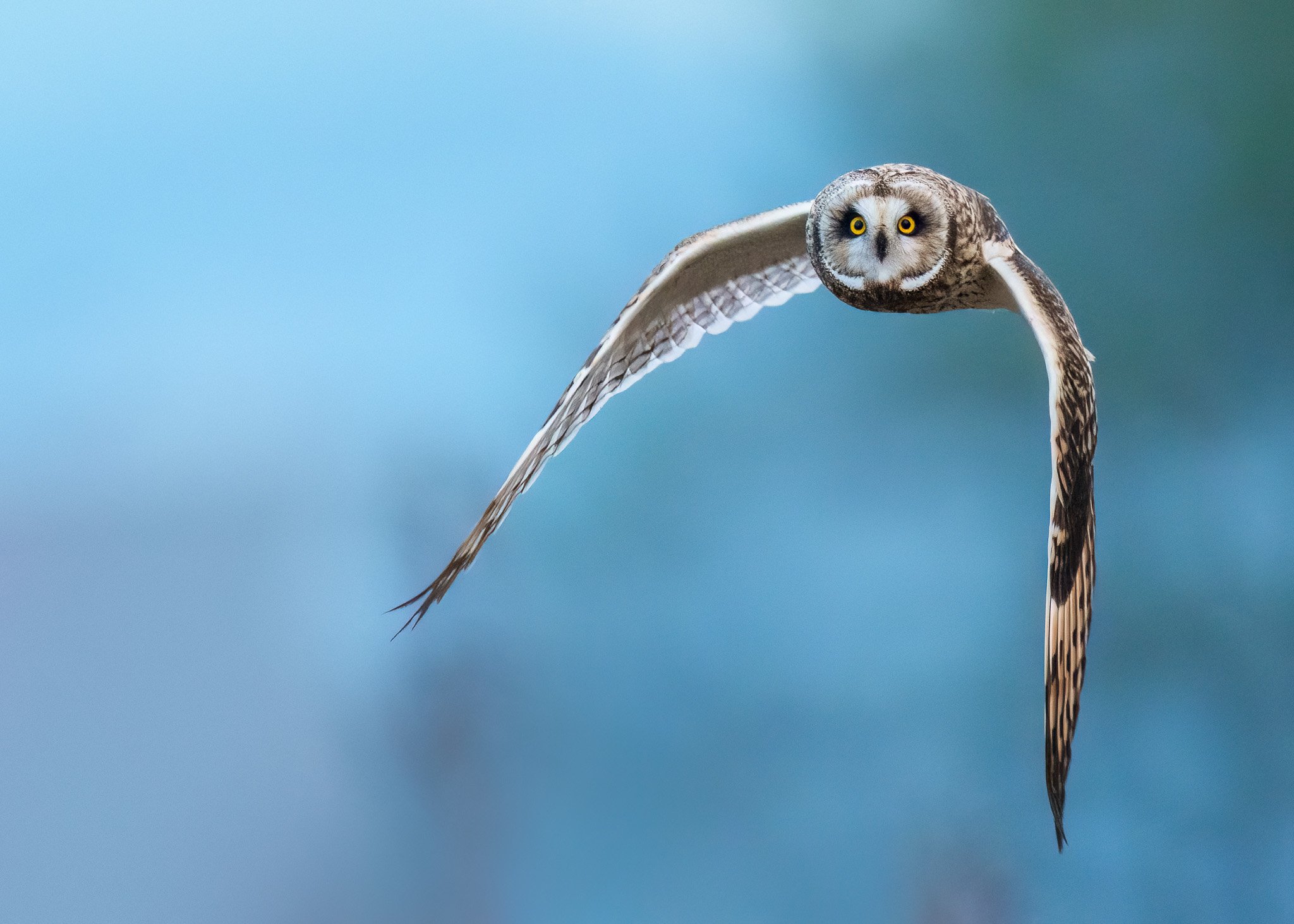 Short-eared Owl in Flight