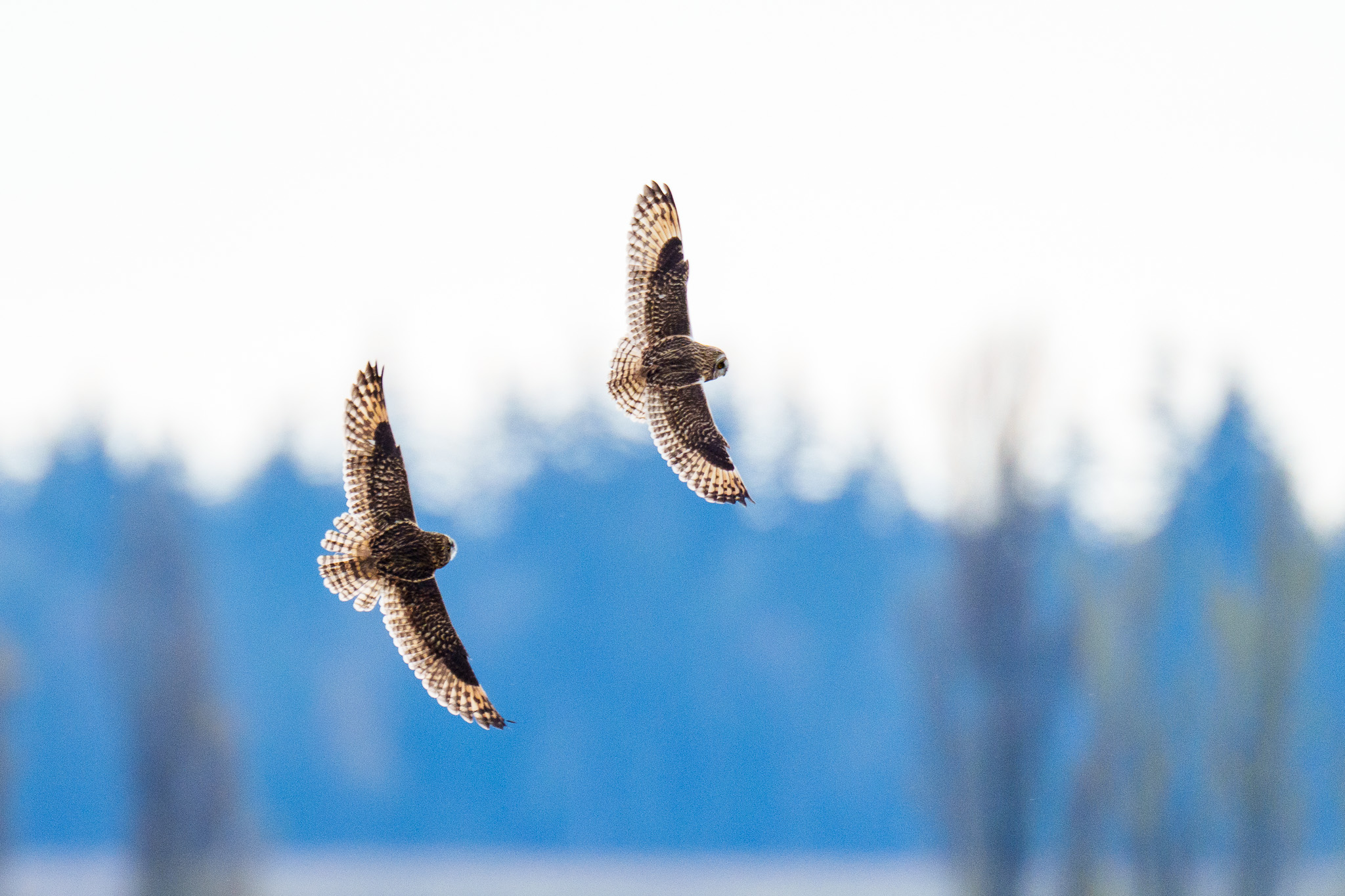 Short-eared Owls in Flight