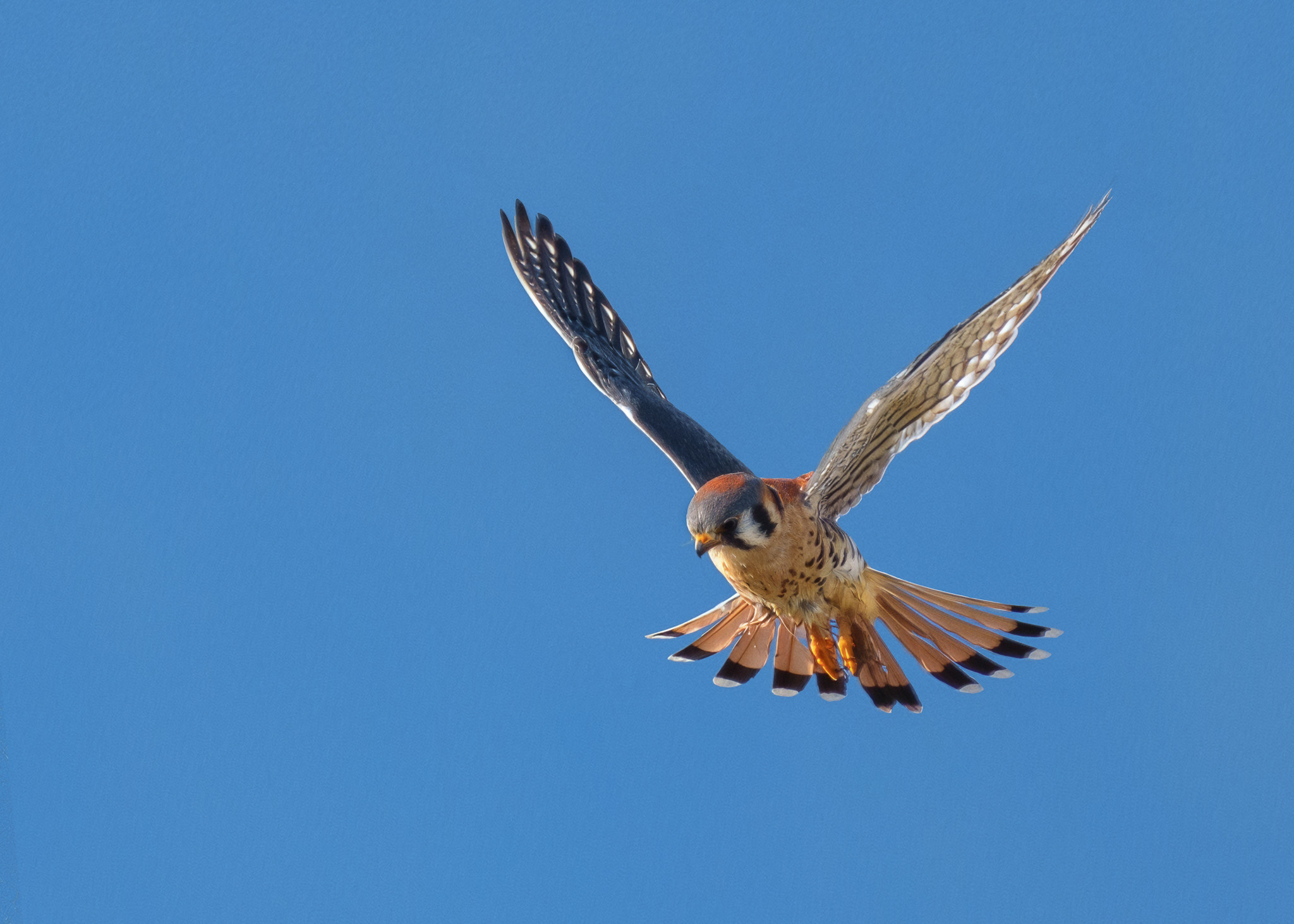 Kestrel in Radiant Light