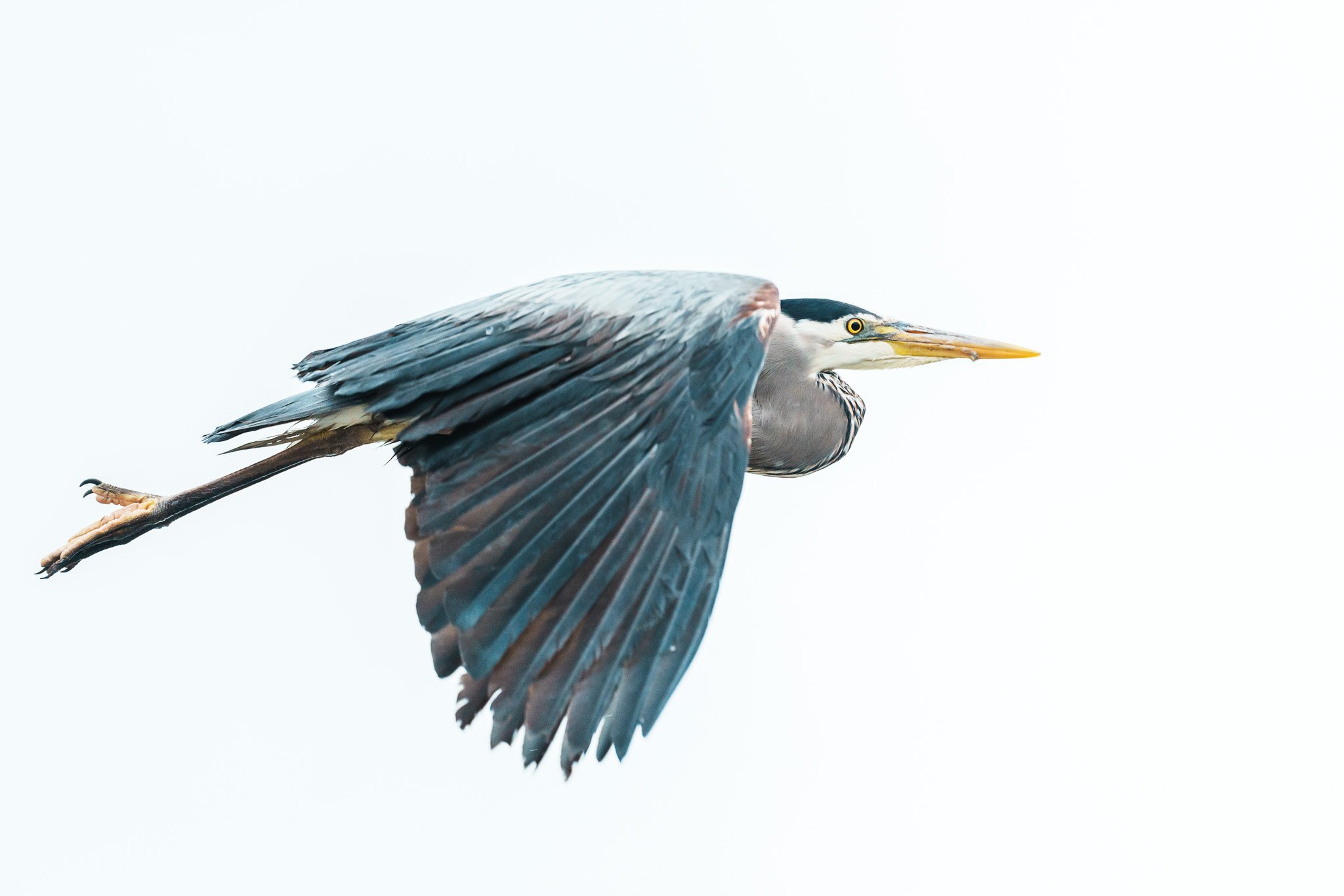 Great Blue Heron in Flight