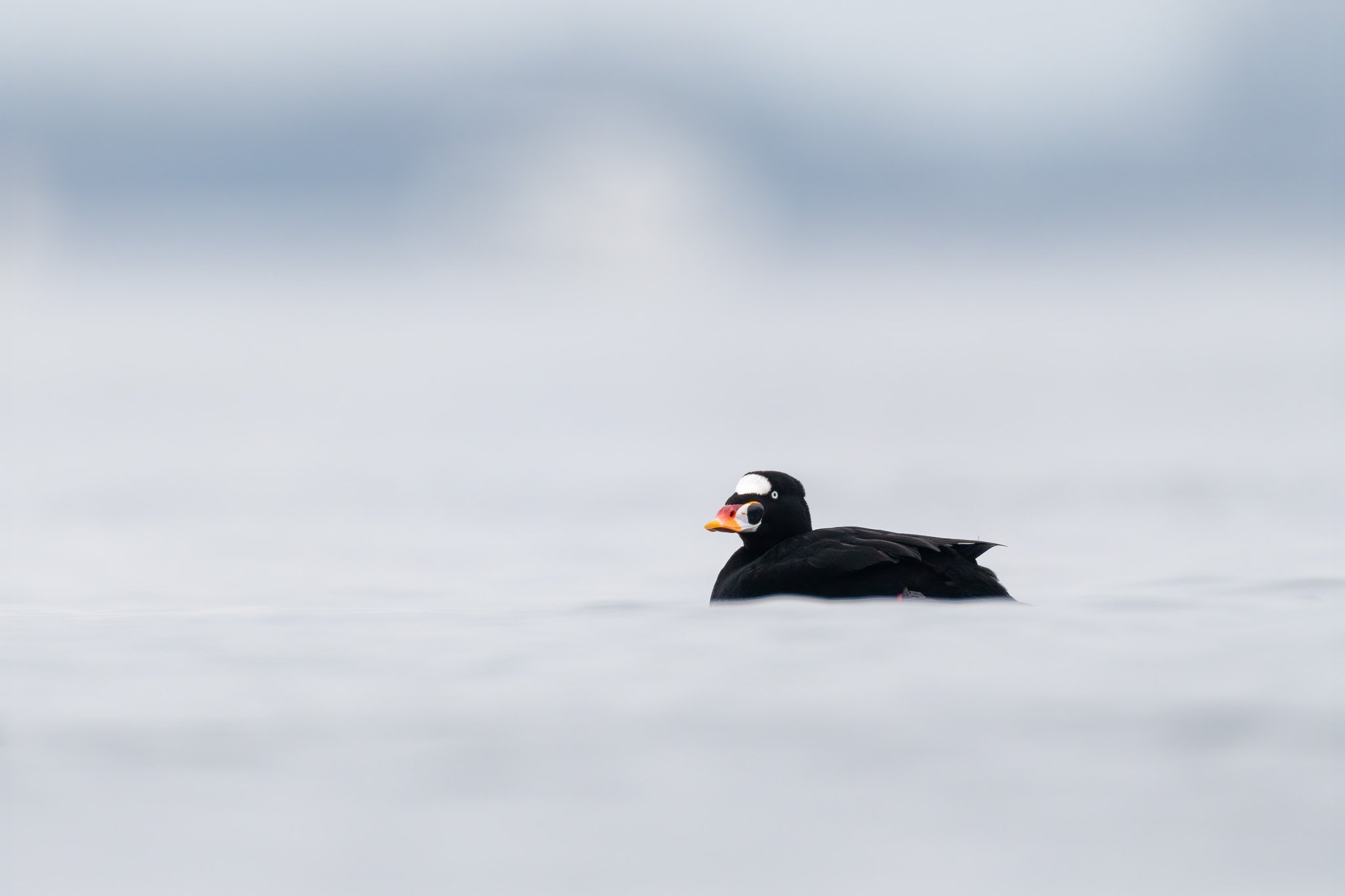 Serene Puffin in the Water