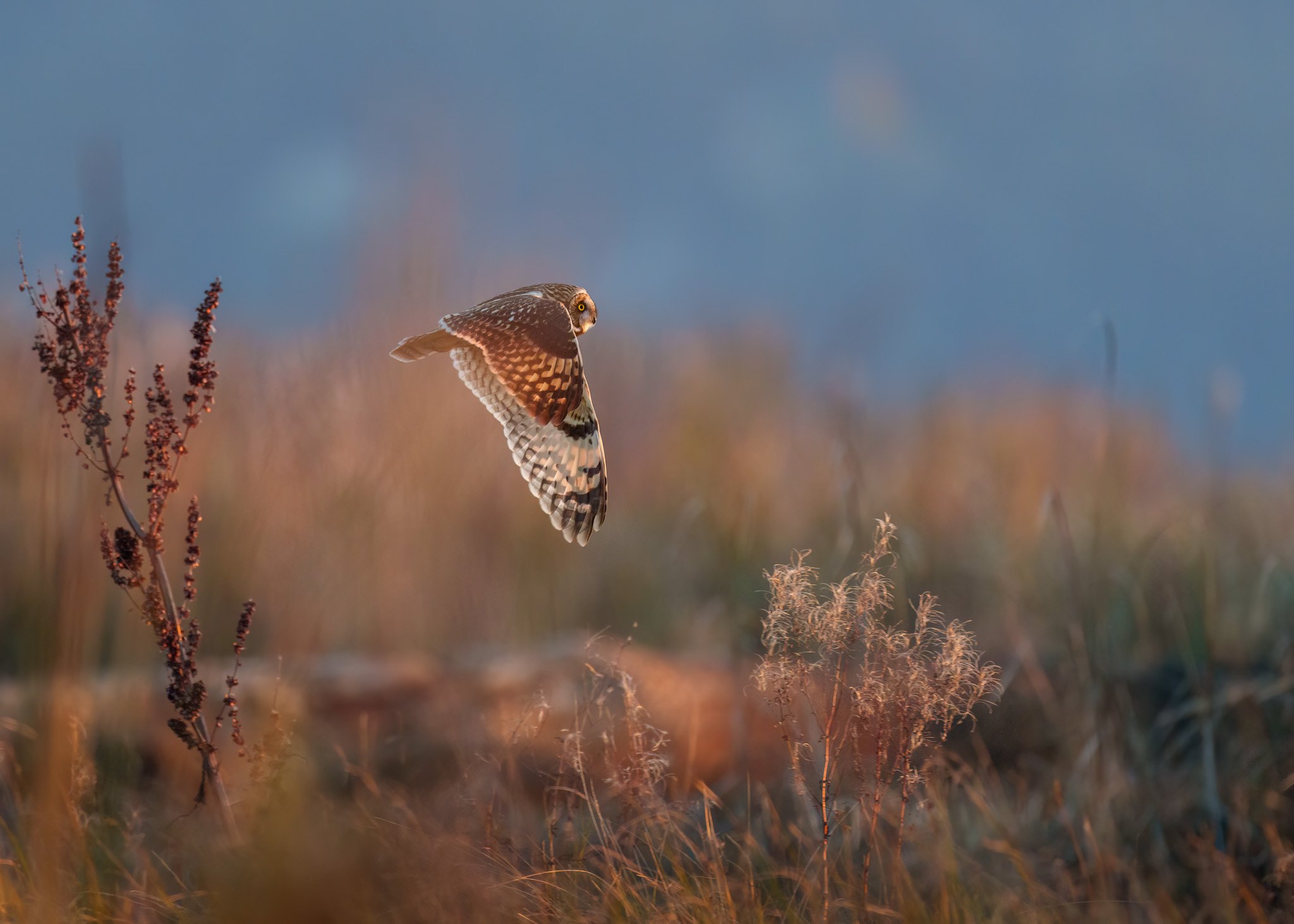 Bird in Morning Light