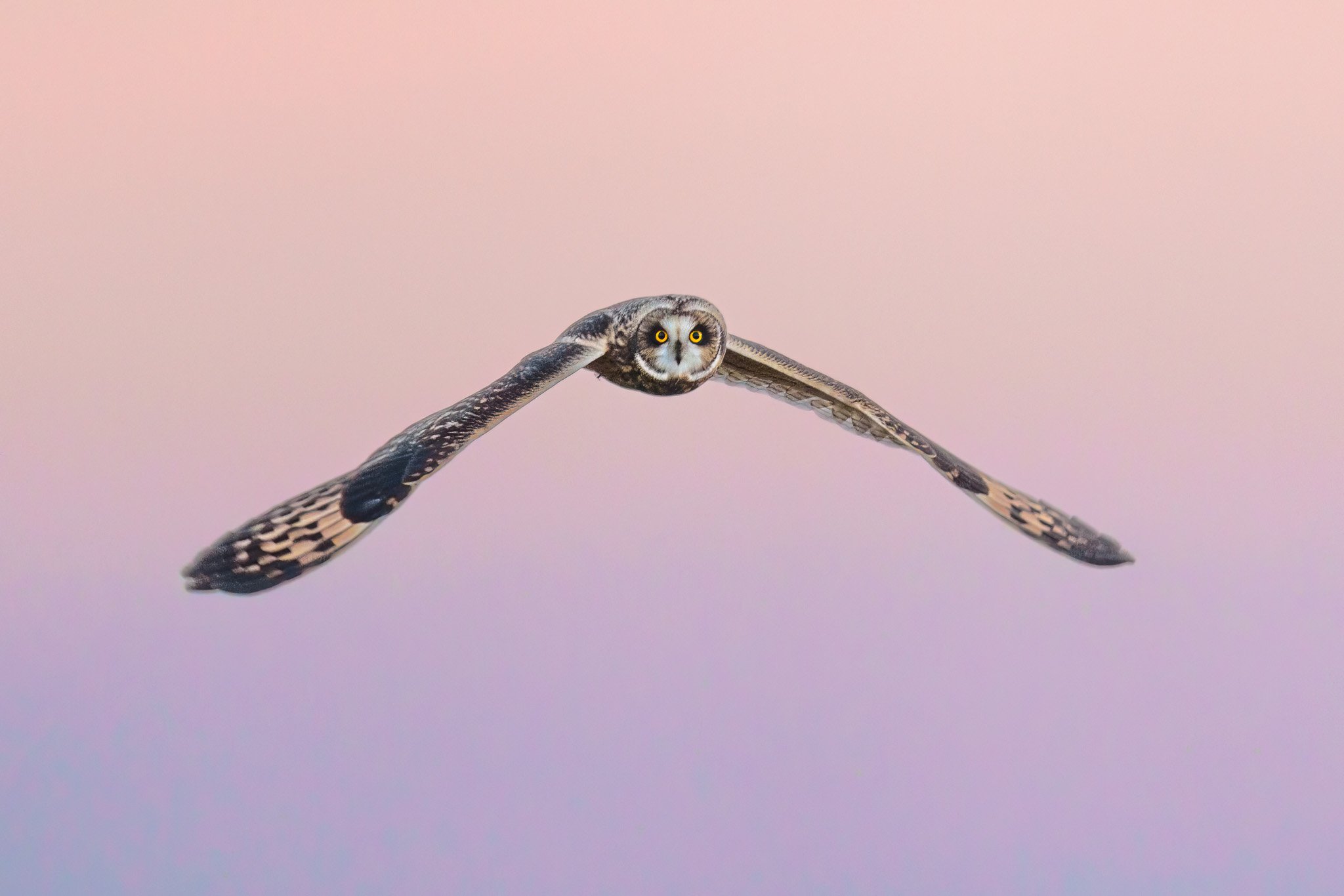 Owl in Majestic Profile