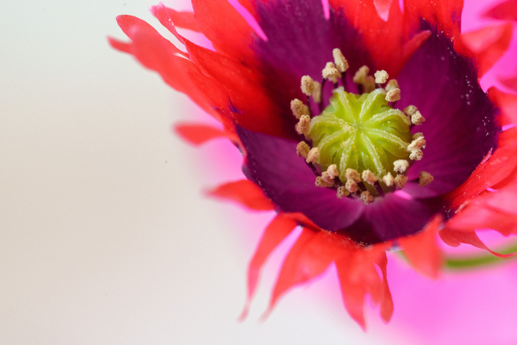 Vibrant Poppy Flower Closeup