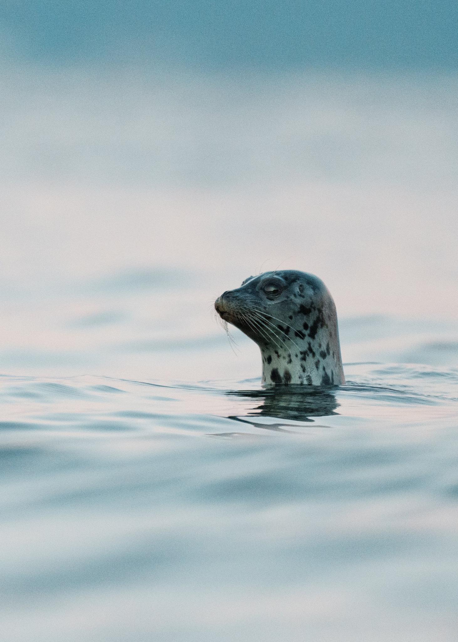 Seal on the Water's Edge
