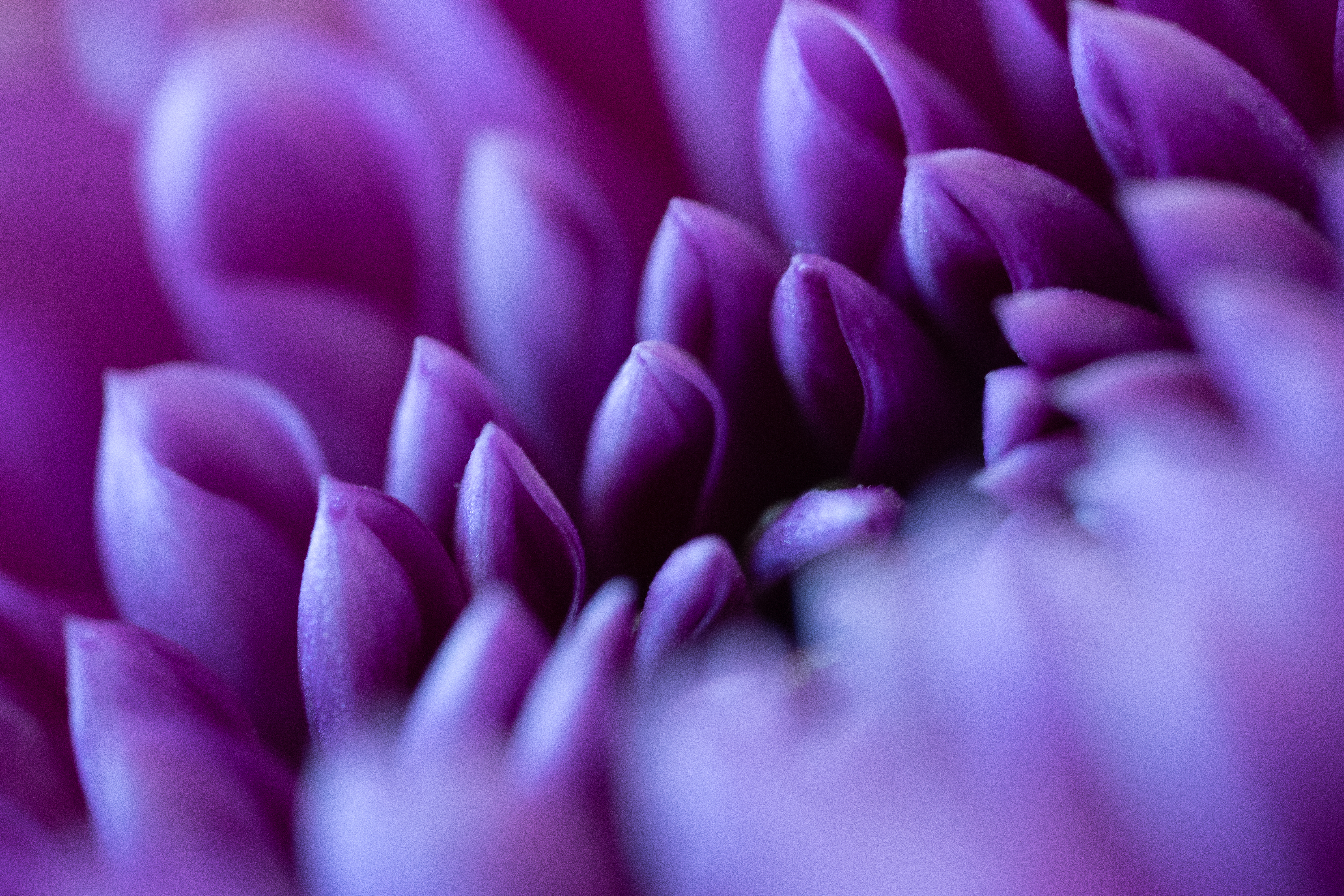 Macro Flowers