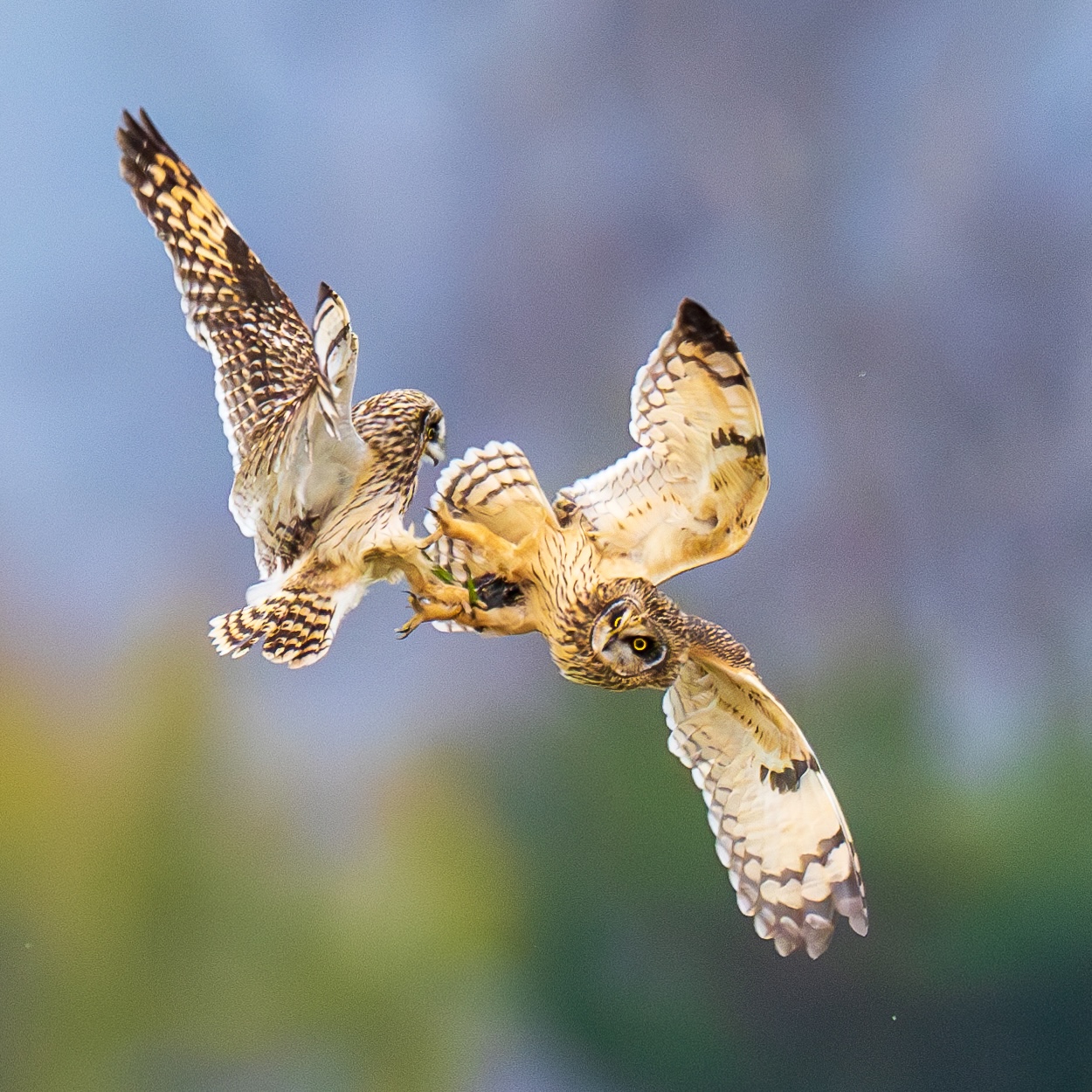 Owls Engage in Fierce Battle