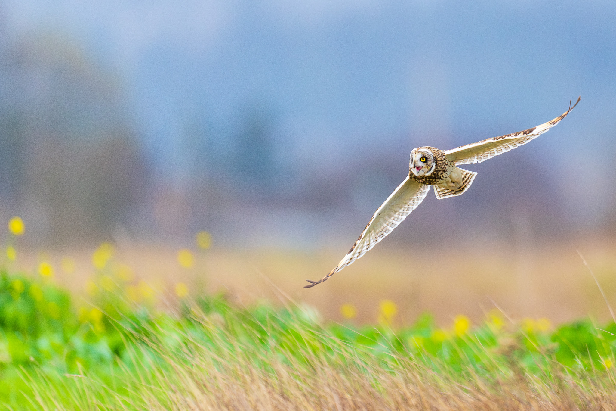 Owl in Sunny Meadow Scene