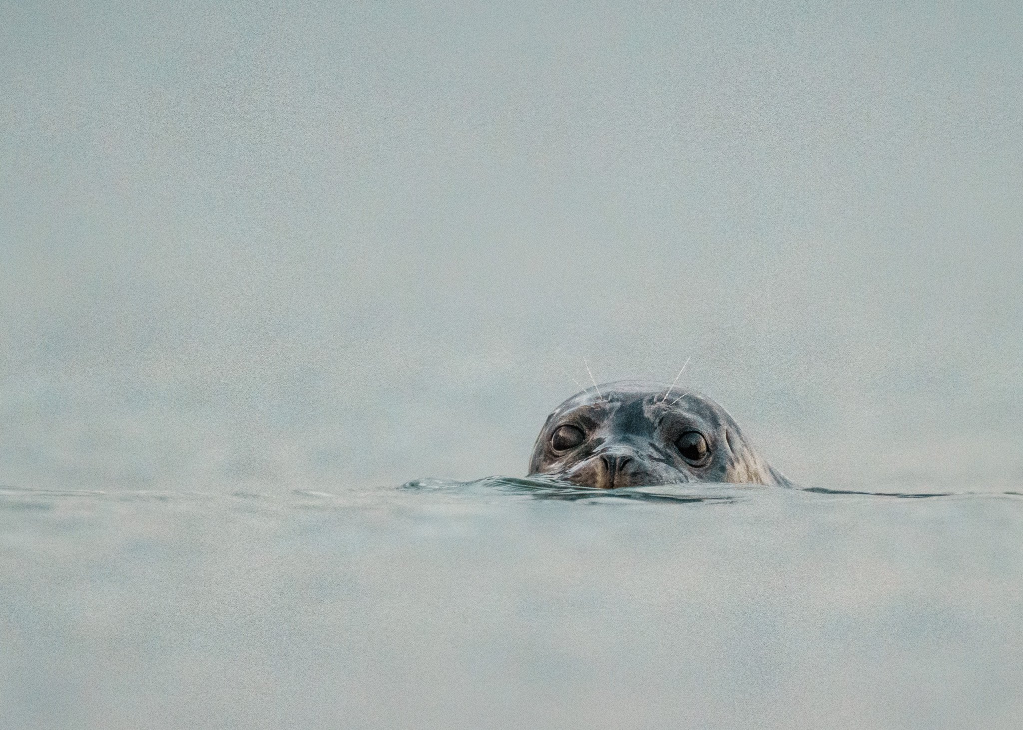 Seal's Close-Up Portrait