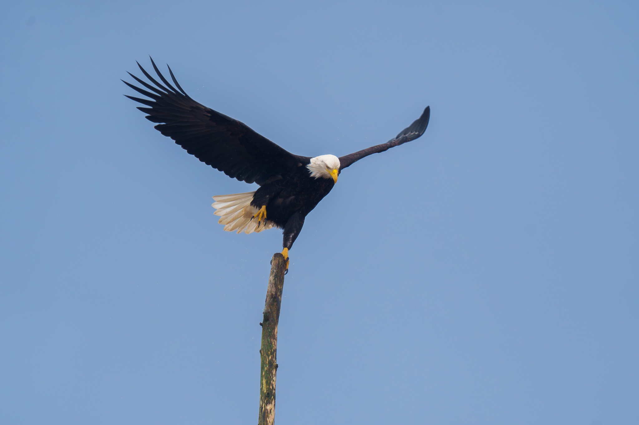 Bald Eagle and perch