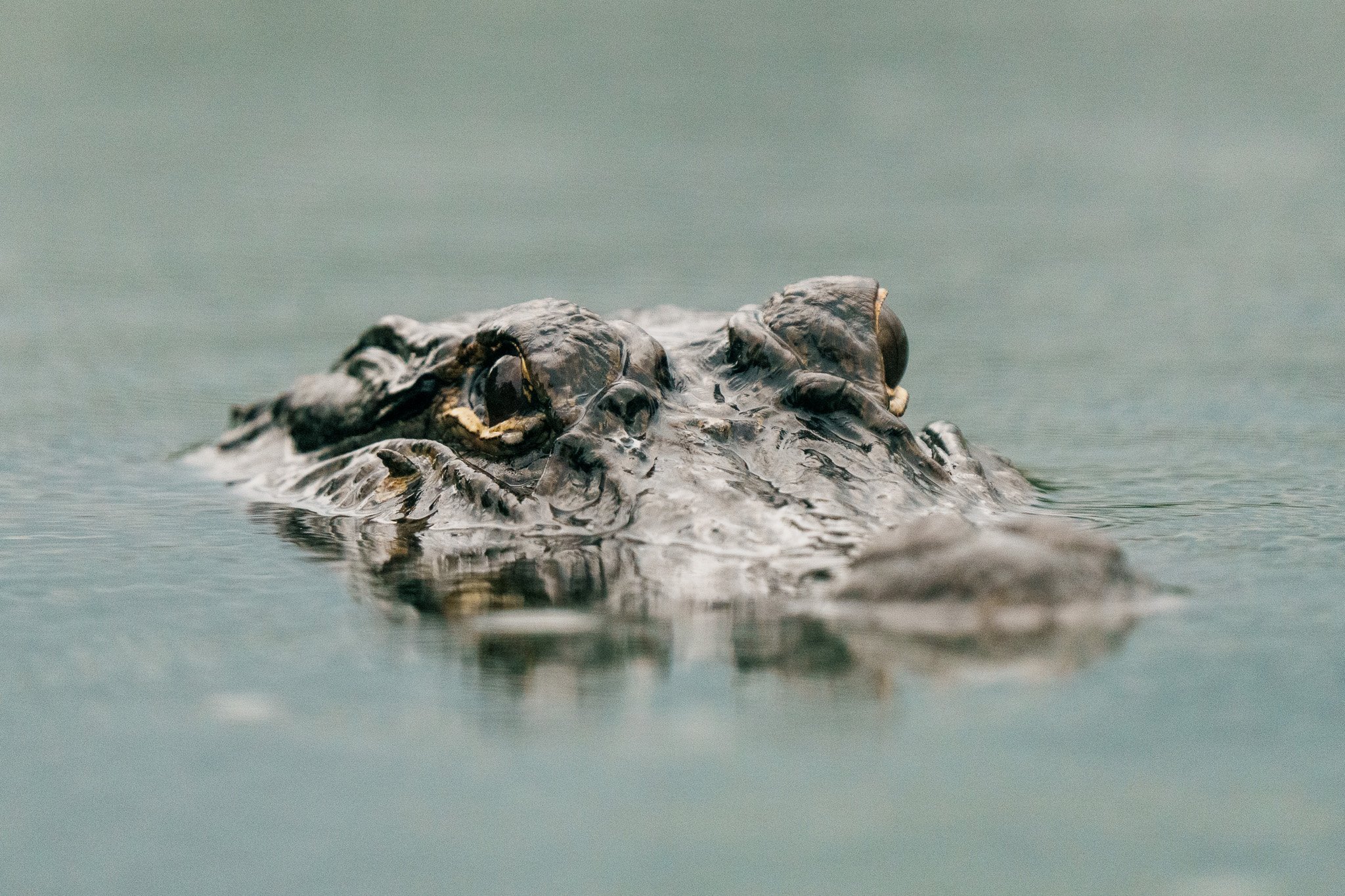 Eye of the Crocodile