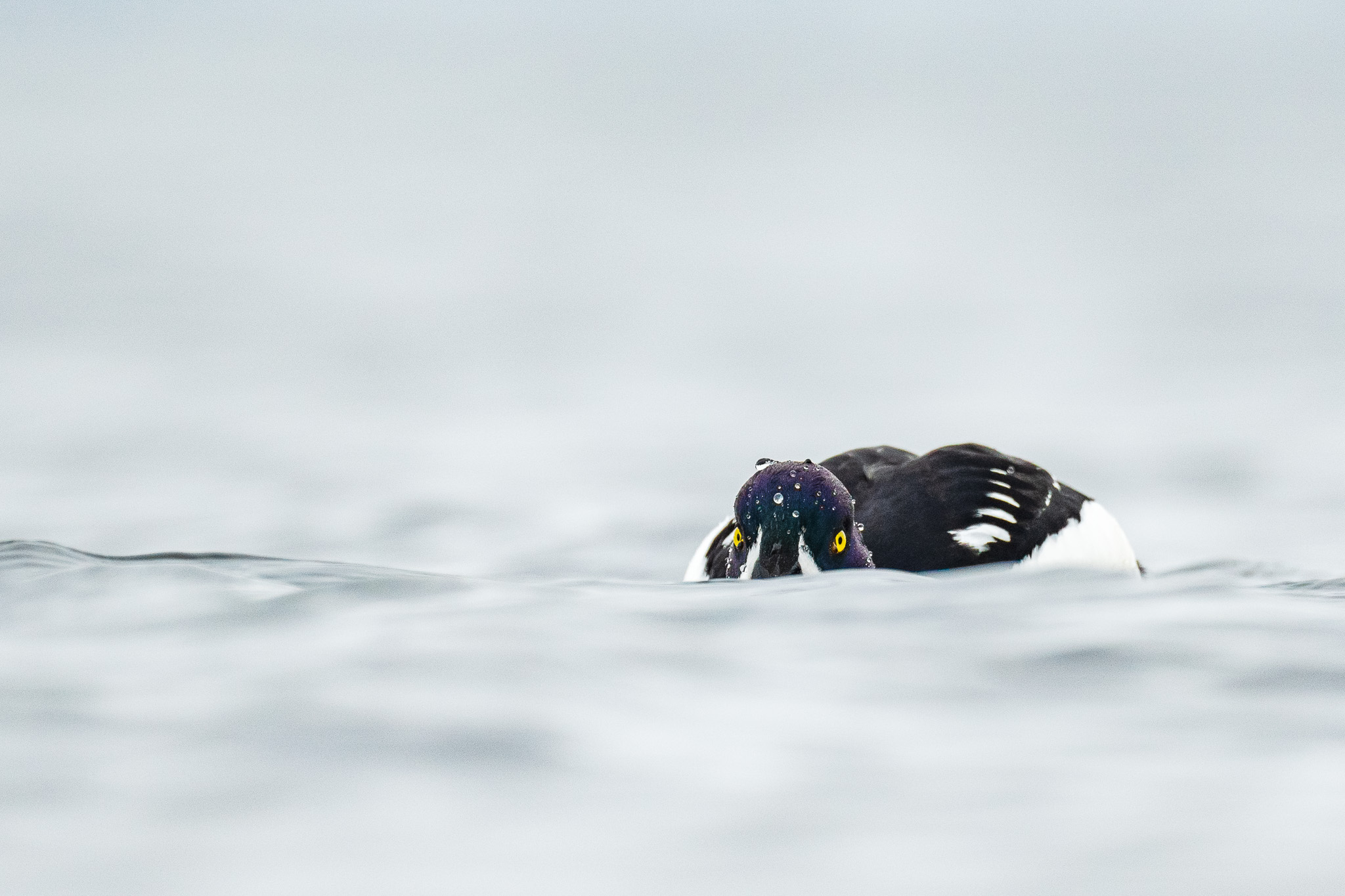 Serene Bird in Reflection