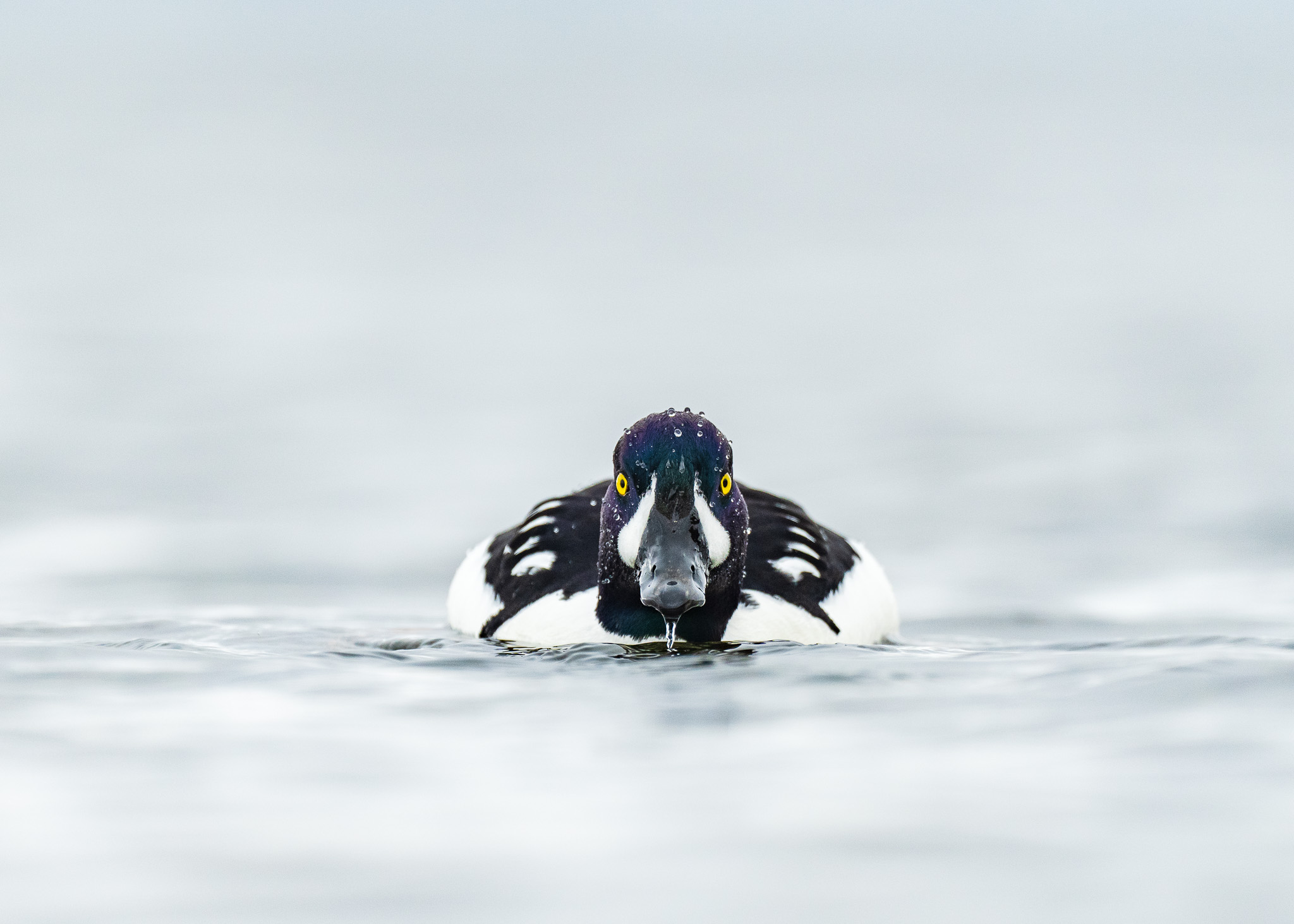 Barrow's Goldeneye