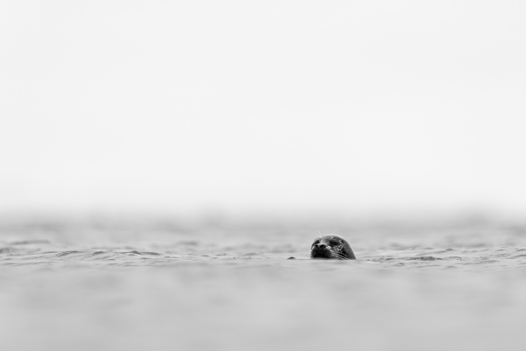 A curious harbor seal