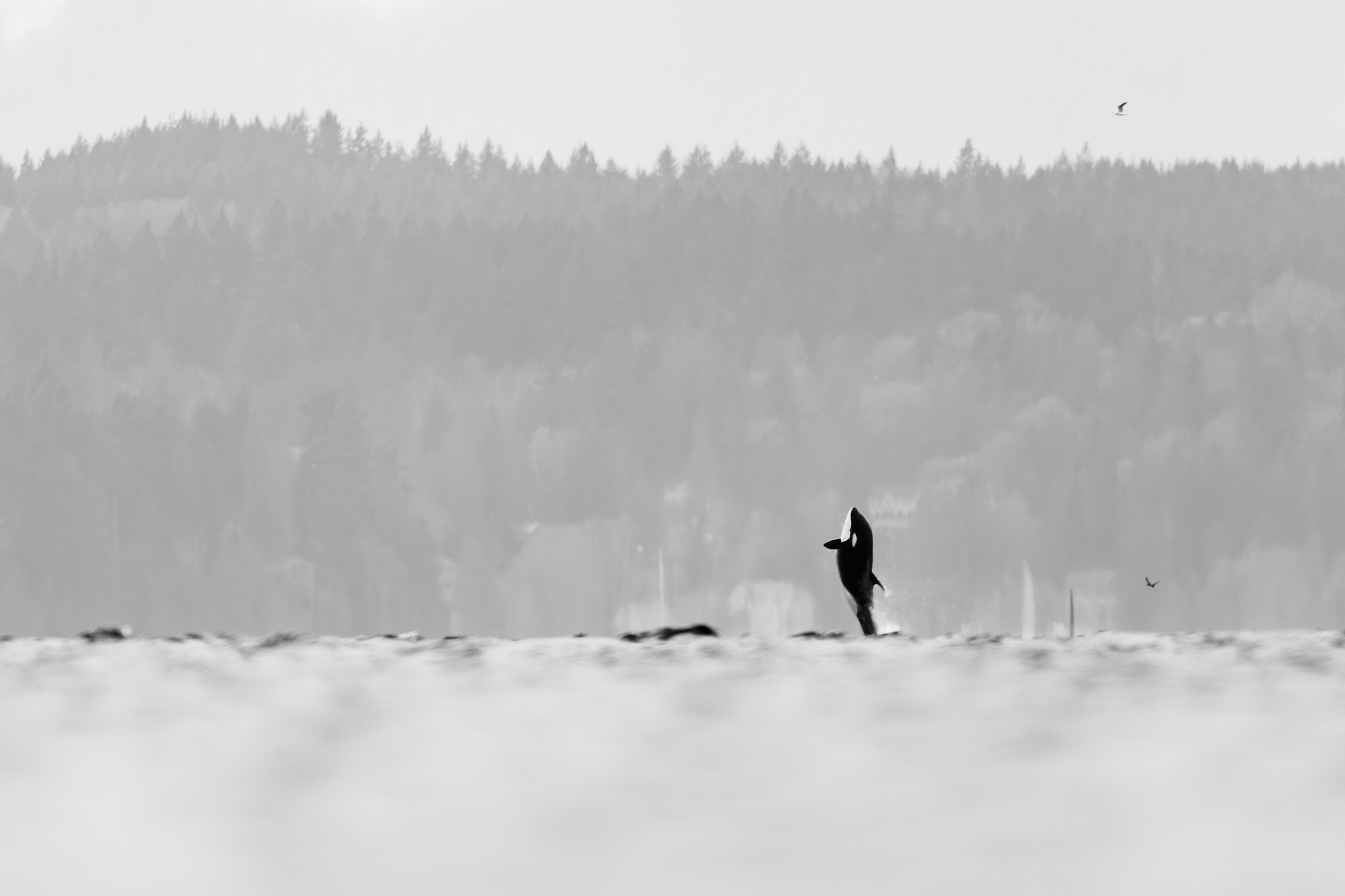 Orcas on Rocky Outcropping