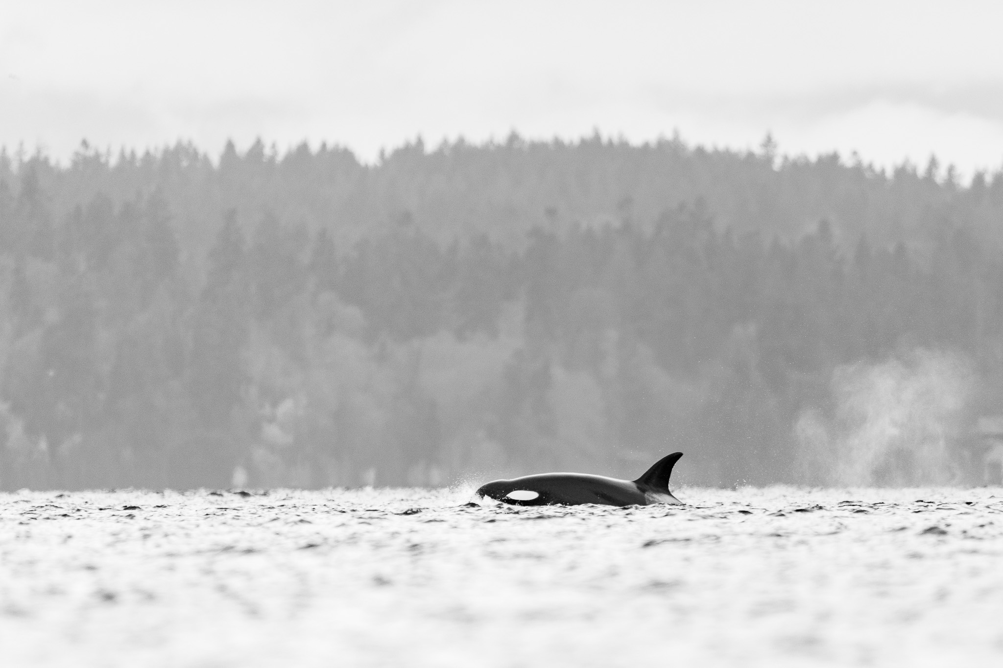 Orcas in the Sunlight