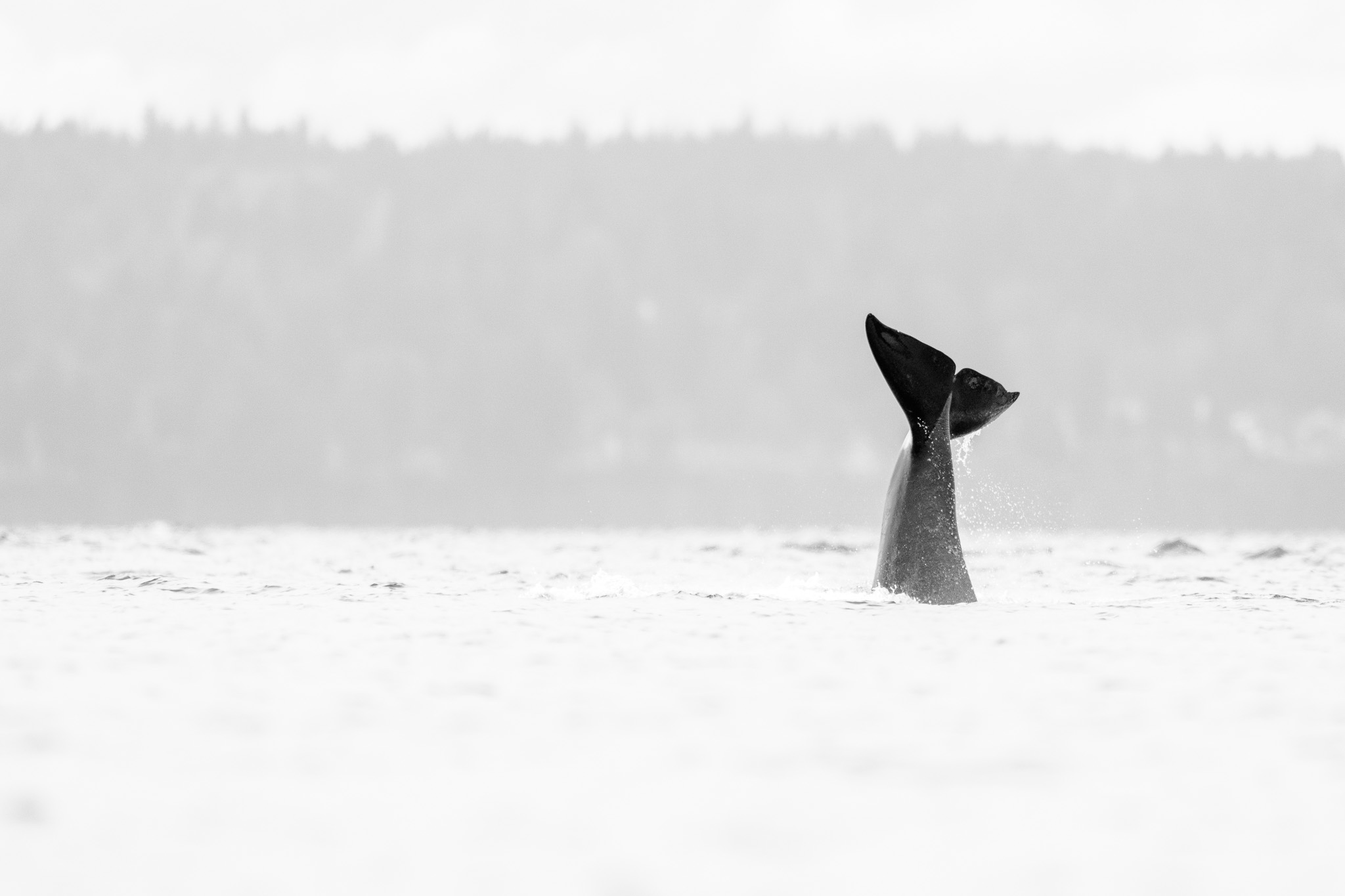 Whale's Majestic Aerial Escape