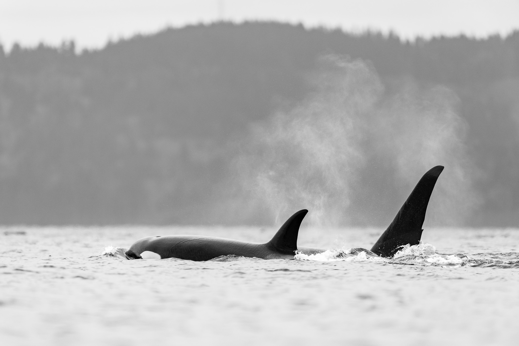 Orcas in the sunlight