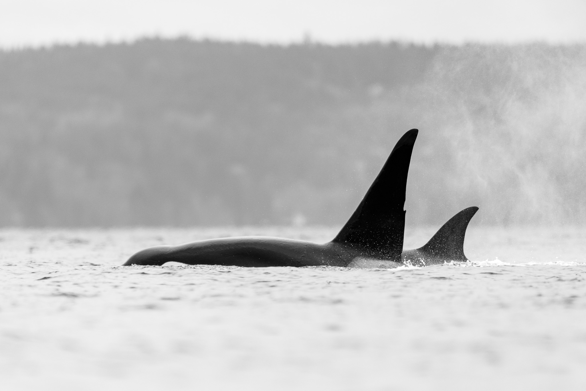 Orcas in Dark Gray Water