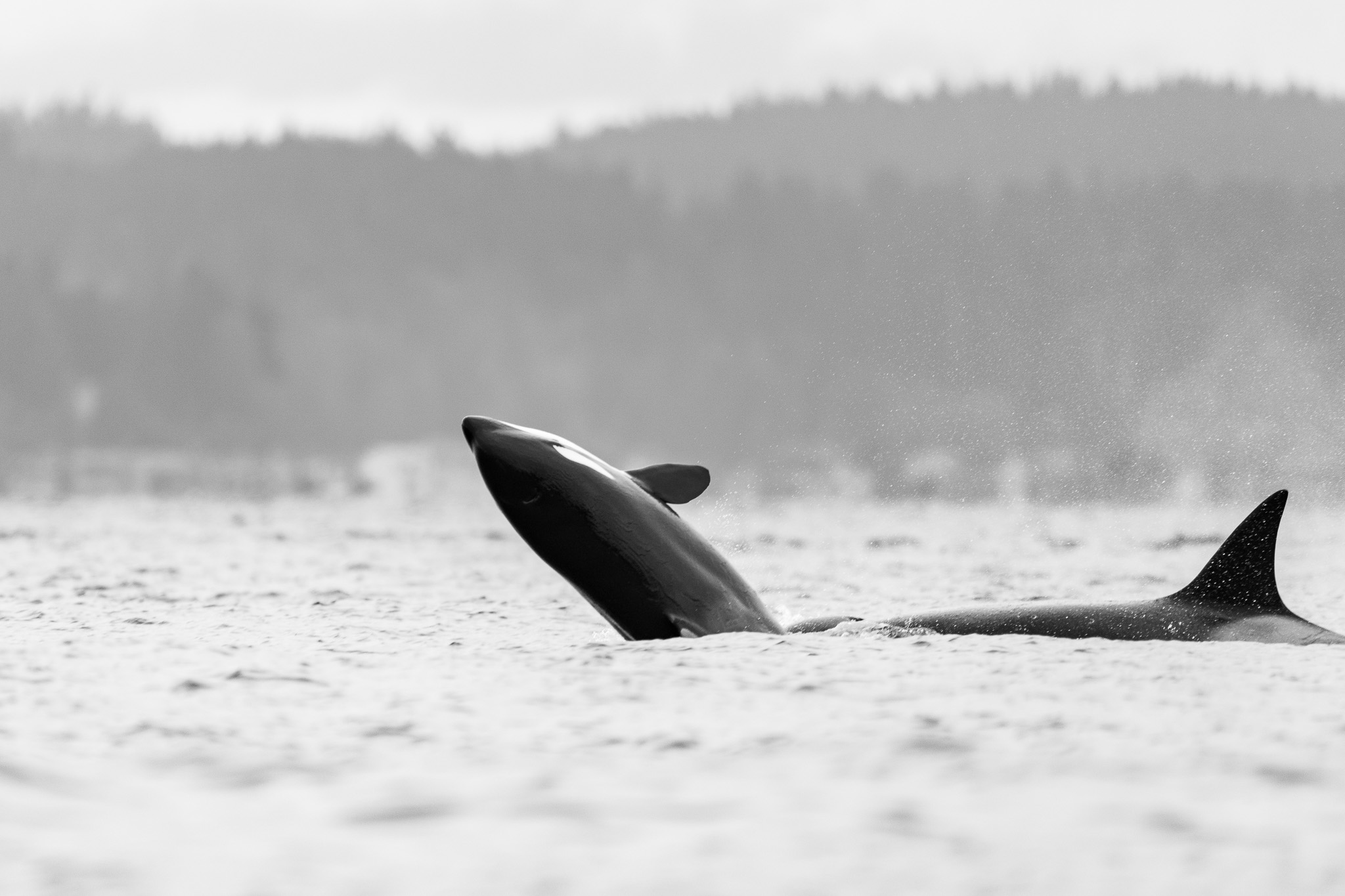 Orcas &amp; Goldeneyes