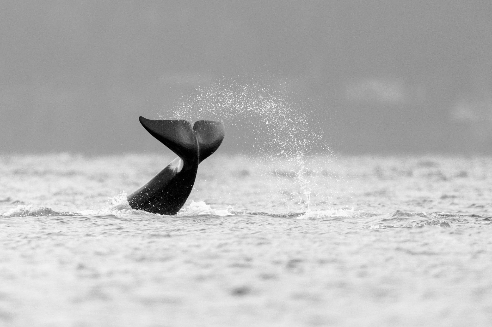 Whale Breaks the Surface