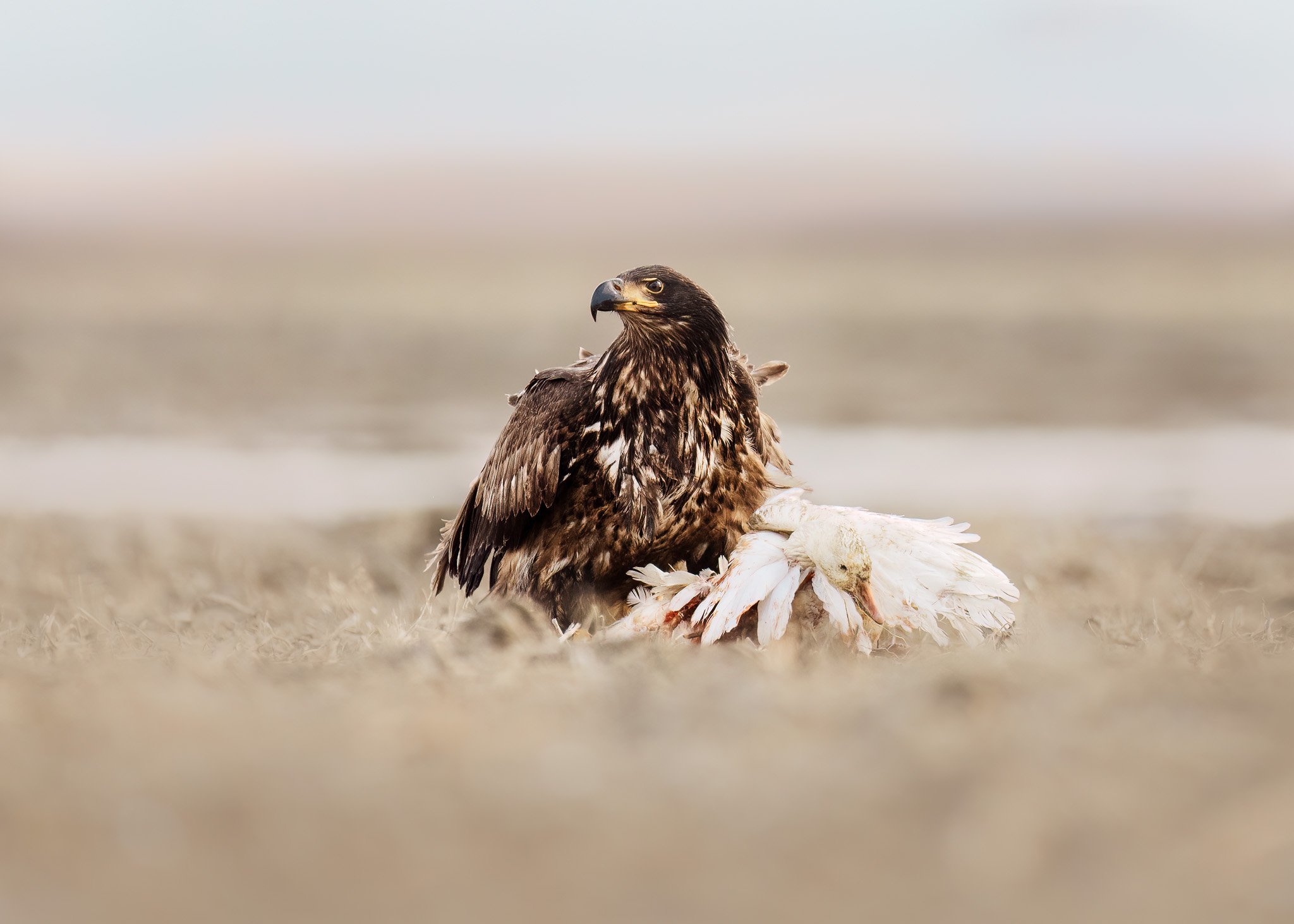 Eagle Perched on Dead Mate
