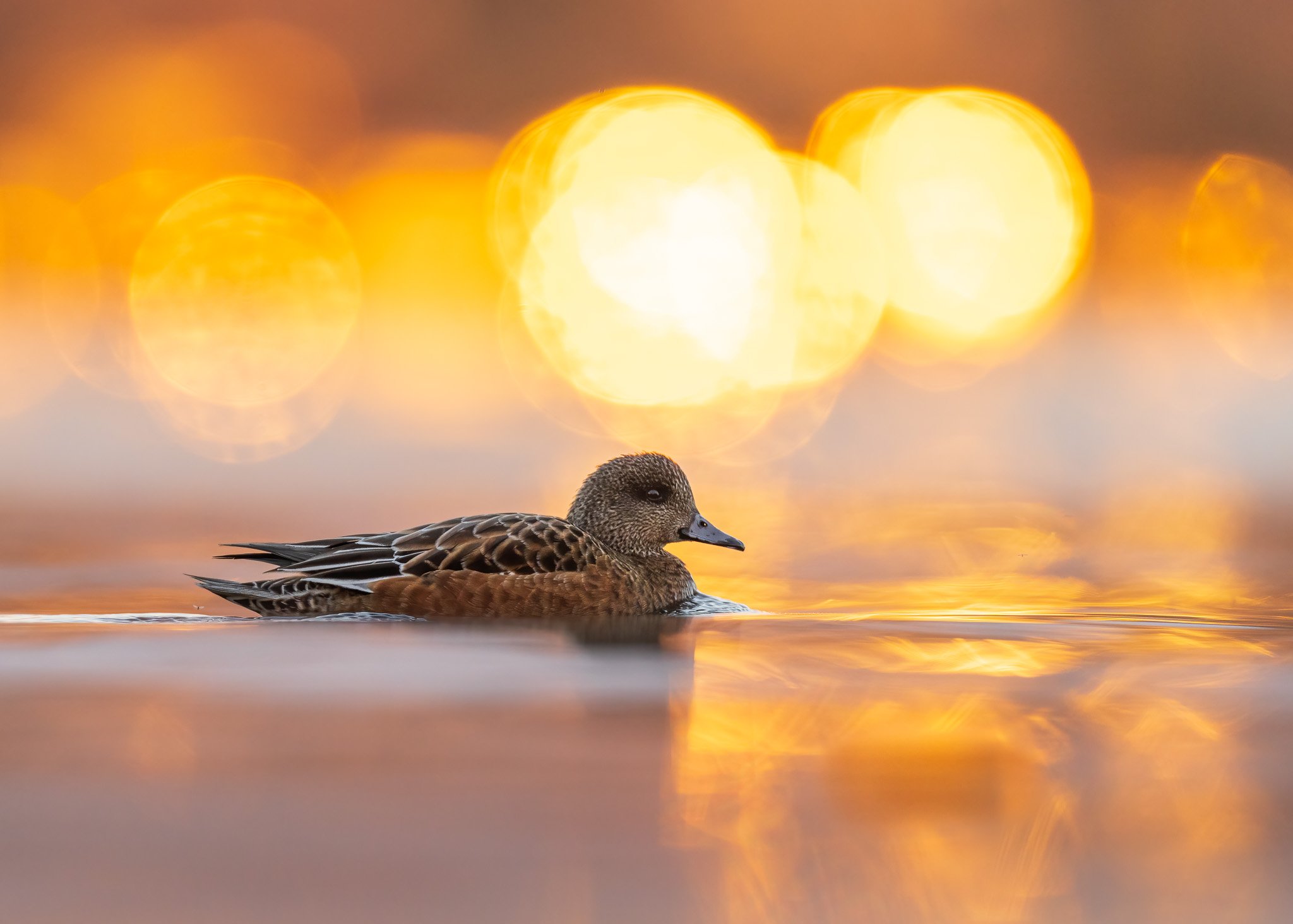 Serene Water Reflections of Duck