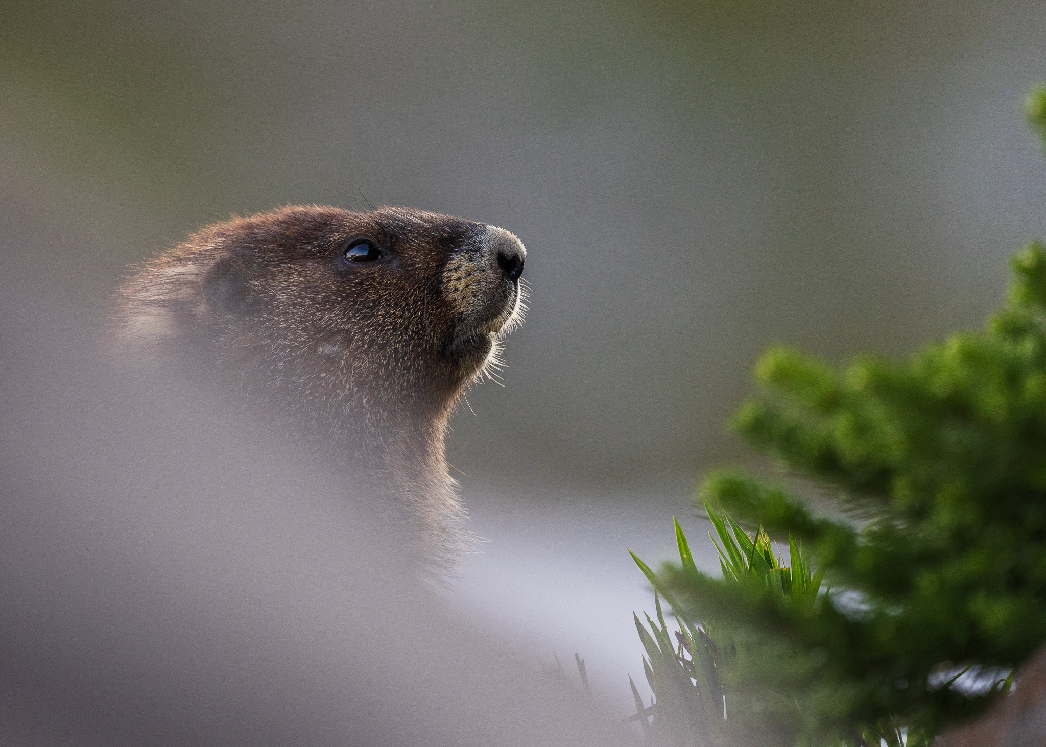 Marmot in Focal Point