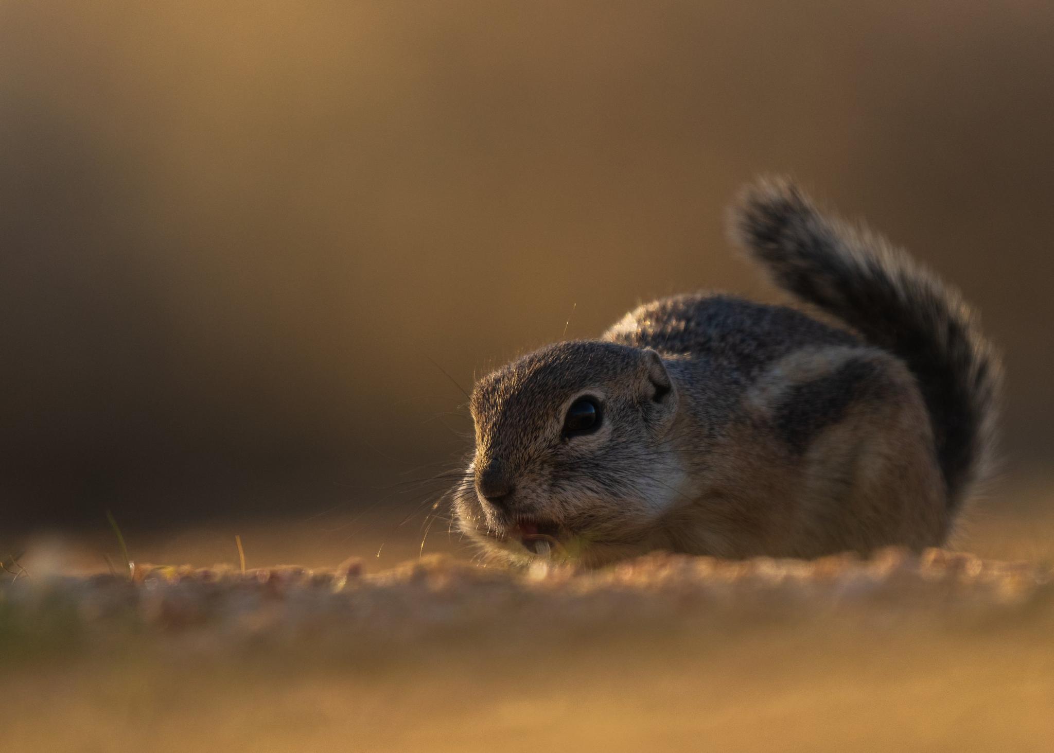 Ground Squirrel's Unexpected Snack