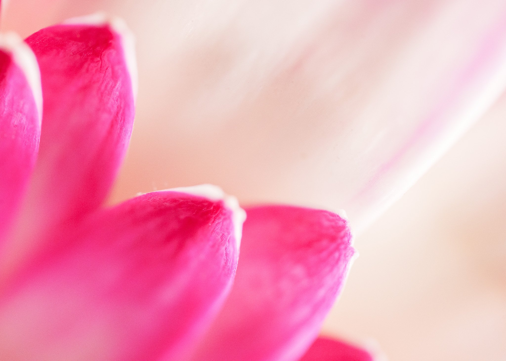 Delicate Pink Flower Close-up