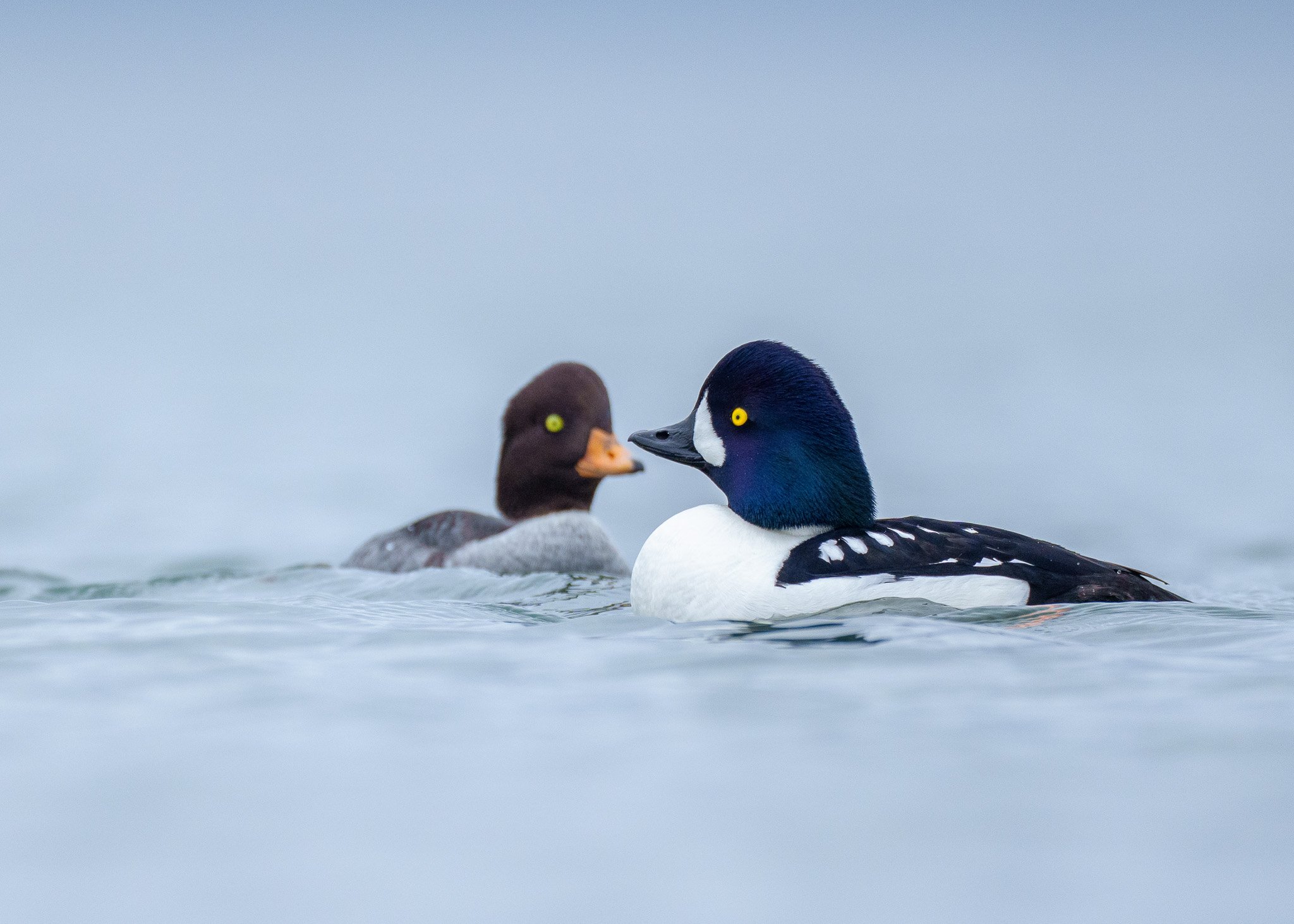 Goldeneyes at Golden Gardens