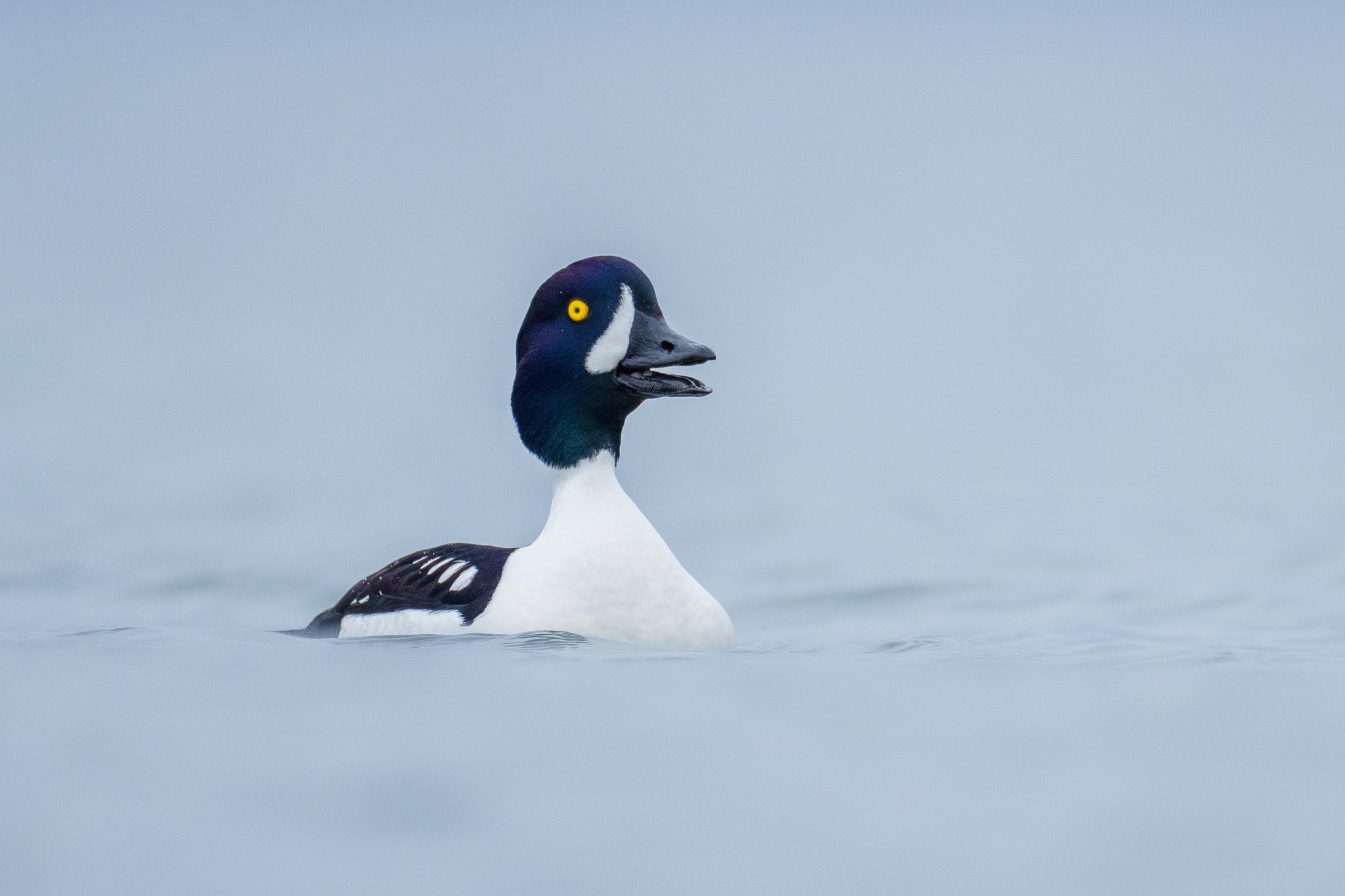 Serene Waterfowl in Reflection
