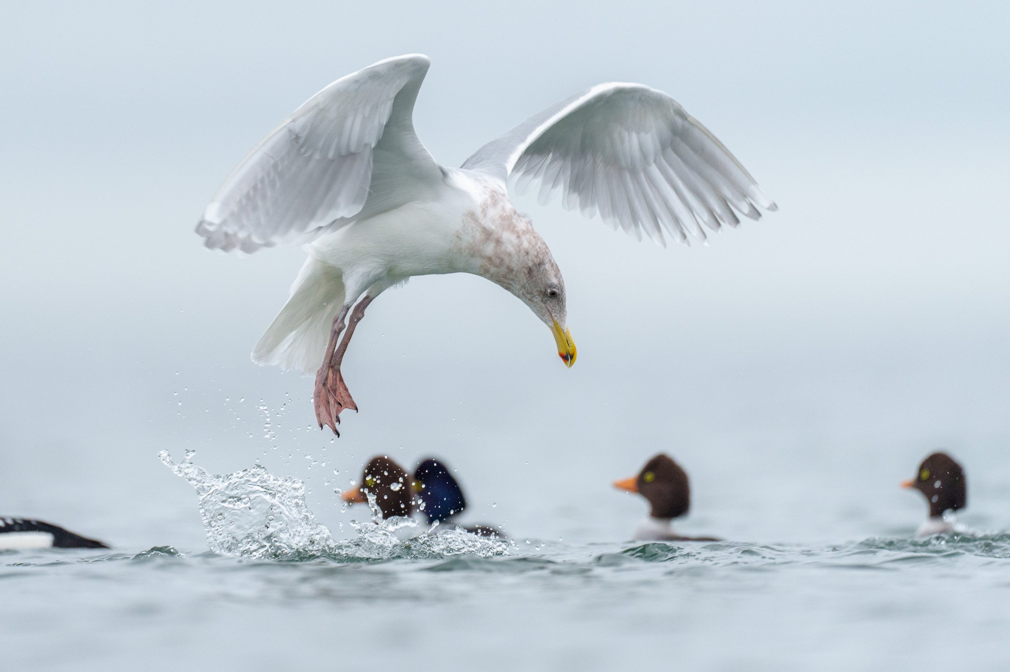 Tufted Duck in Flight