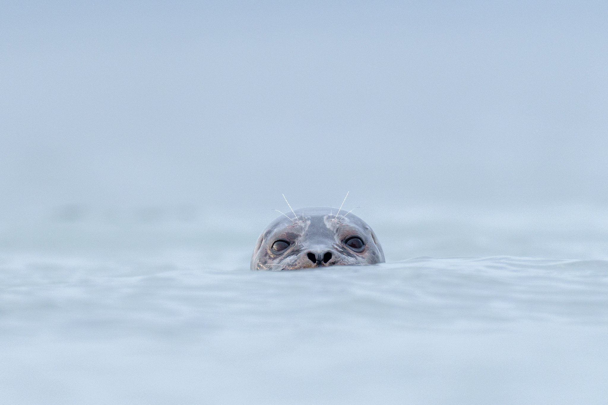 Gray Seal's Close Encounter